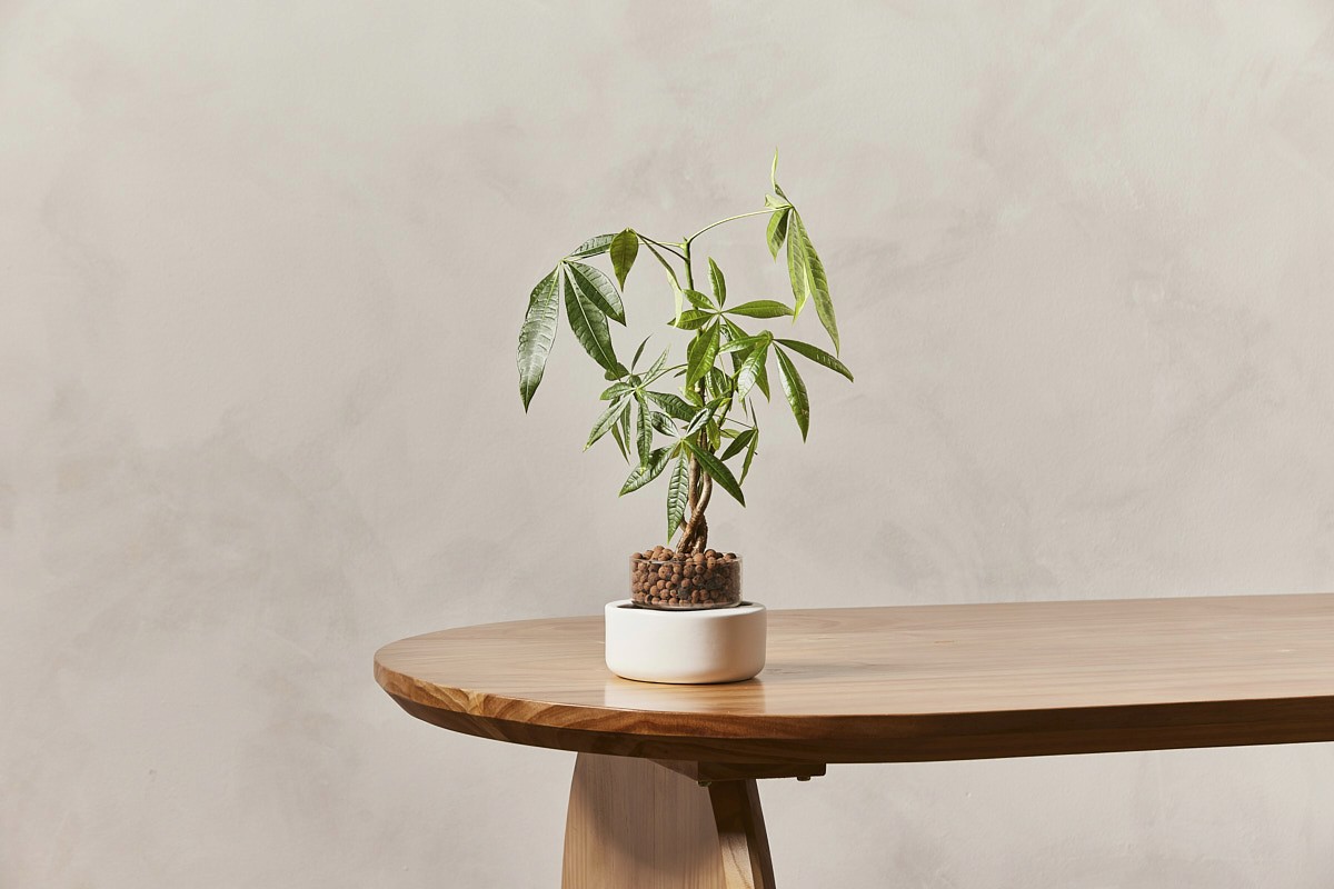 Dewplants — E-commerce product photography by RIGGNGO Studio Singapore — 1