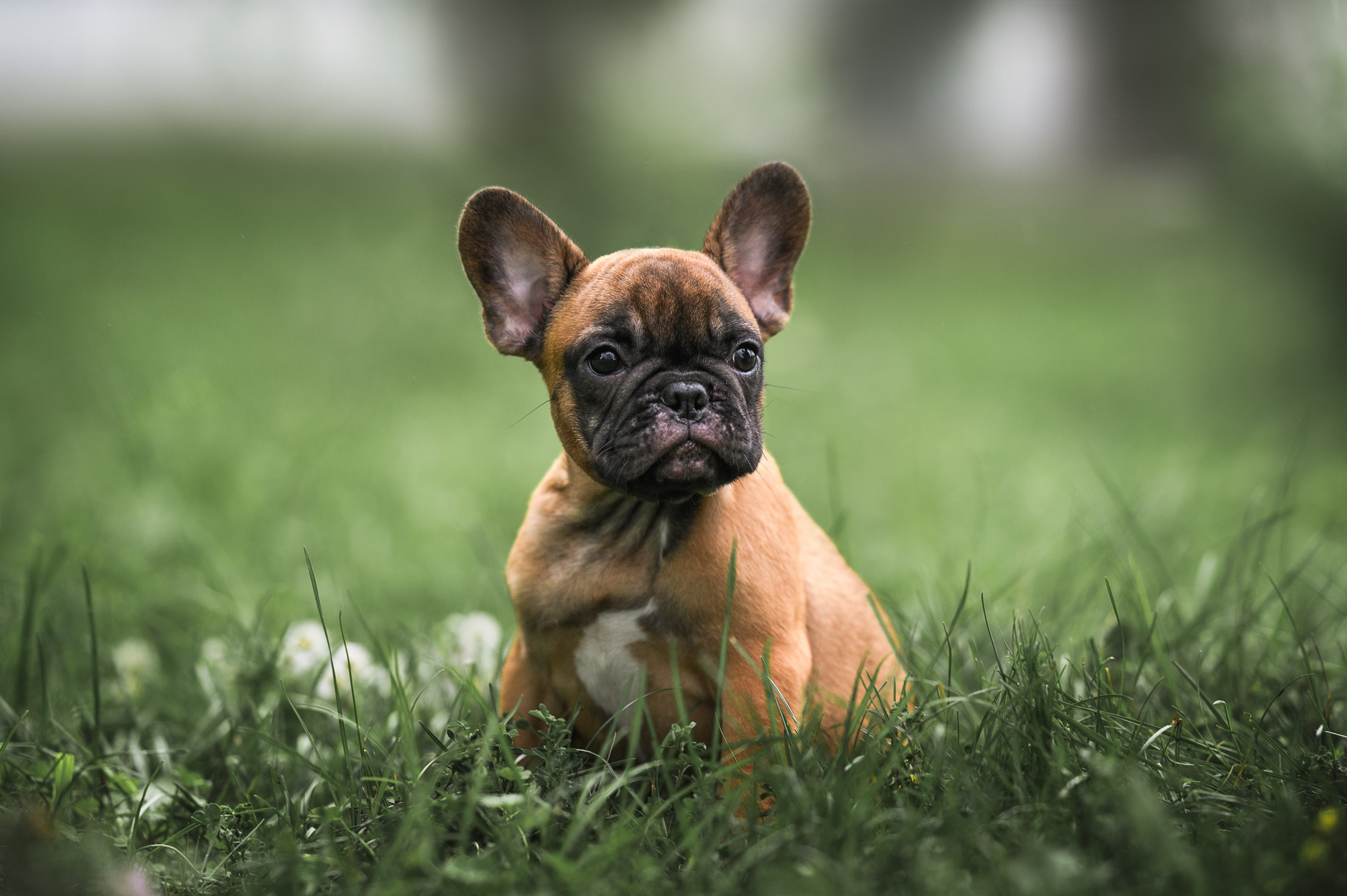 A light brown French Bulldog Puppy from Clearwater French Bulldogs posing in the field for its adoption photo