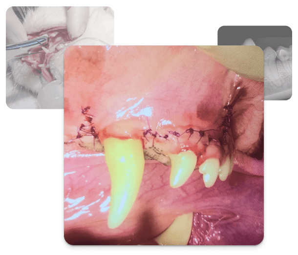 Collage aus Bildern zur tierärztlichen Zahngesundheit, die einen postoperativen Blick auf einen Parodontalfall zeigen