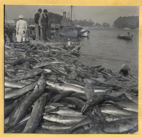 Desembarco de pescado