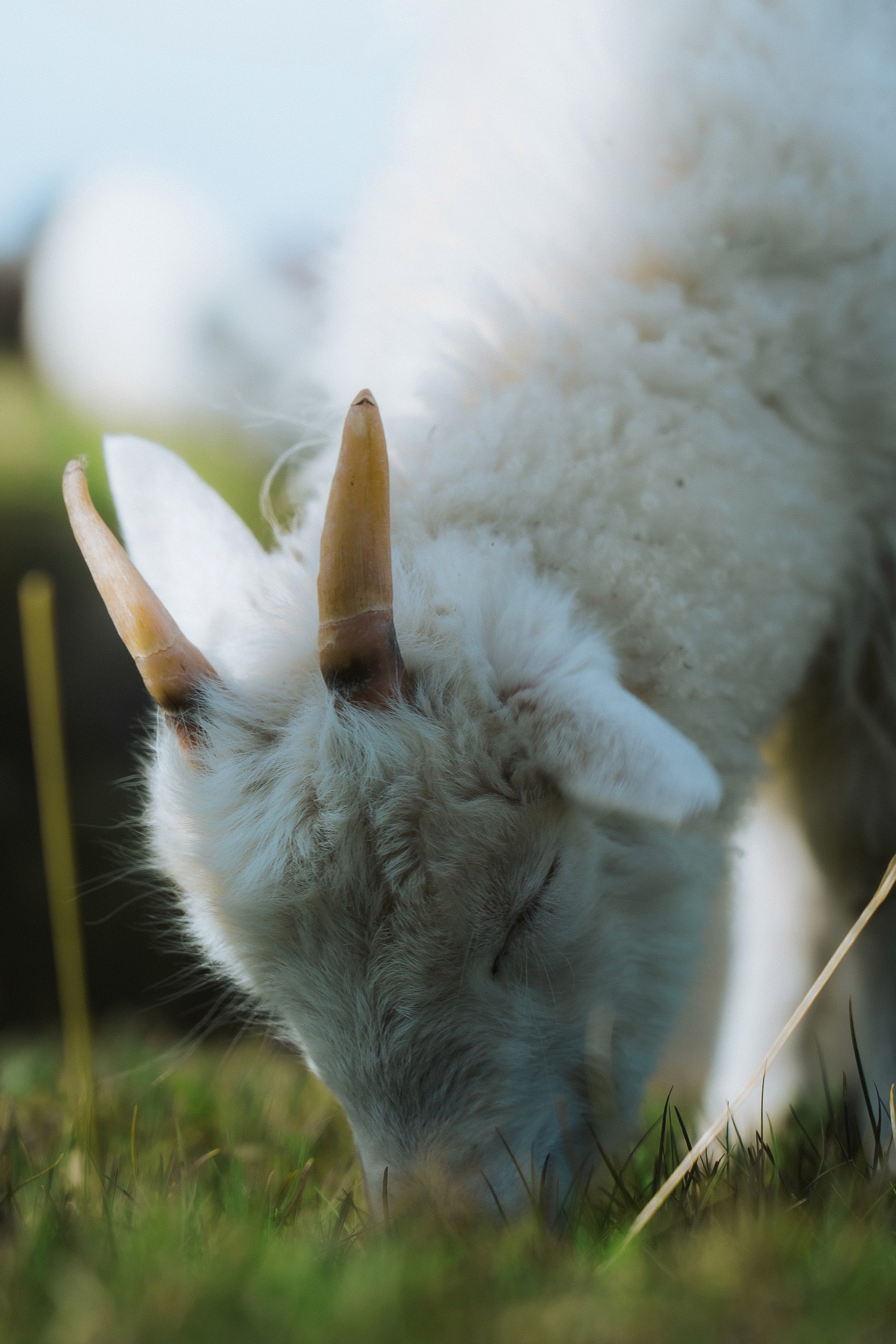 Novus GOAT