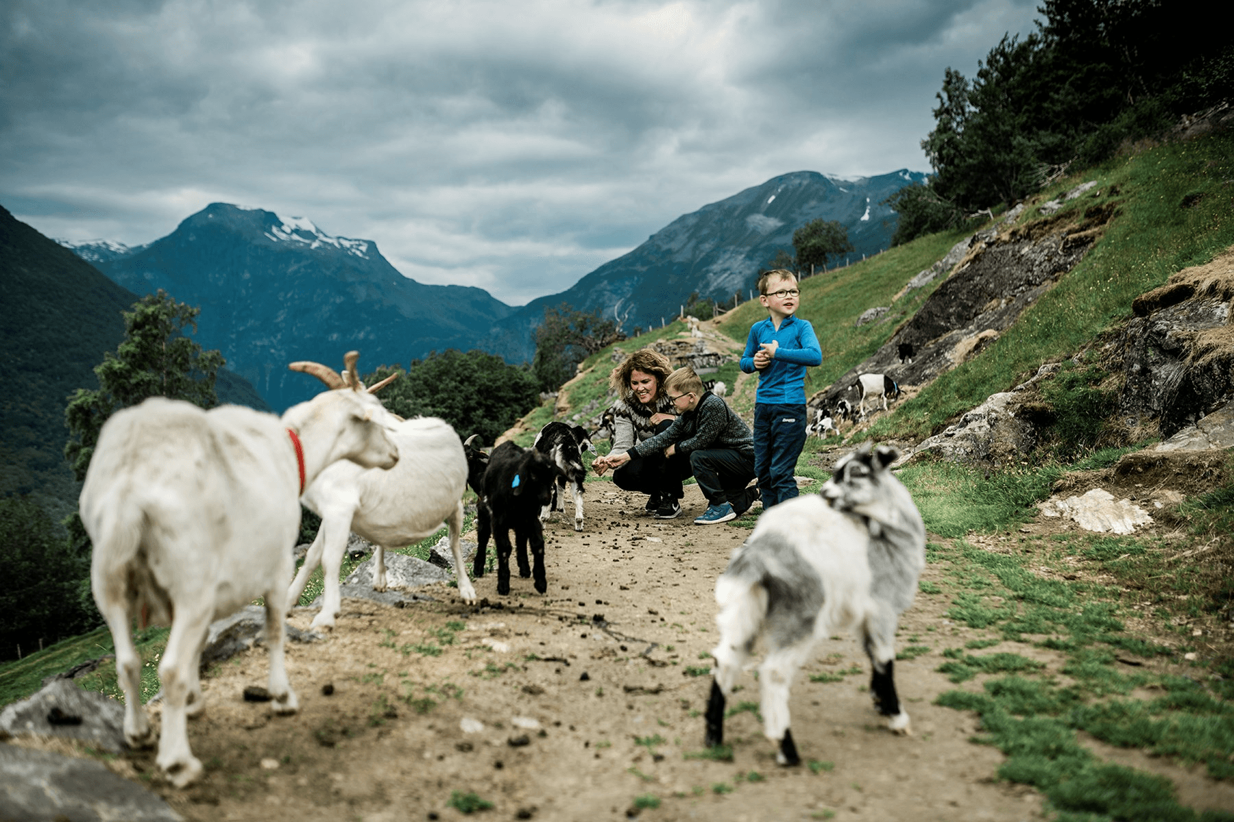 A person herds goats and cows along a trail in a mountainous landscape under a cloudy sky.