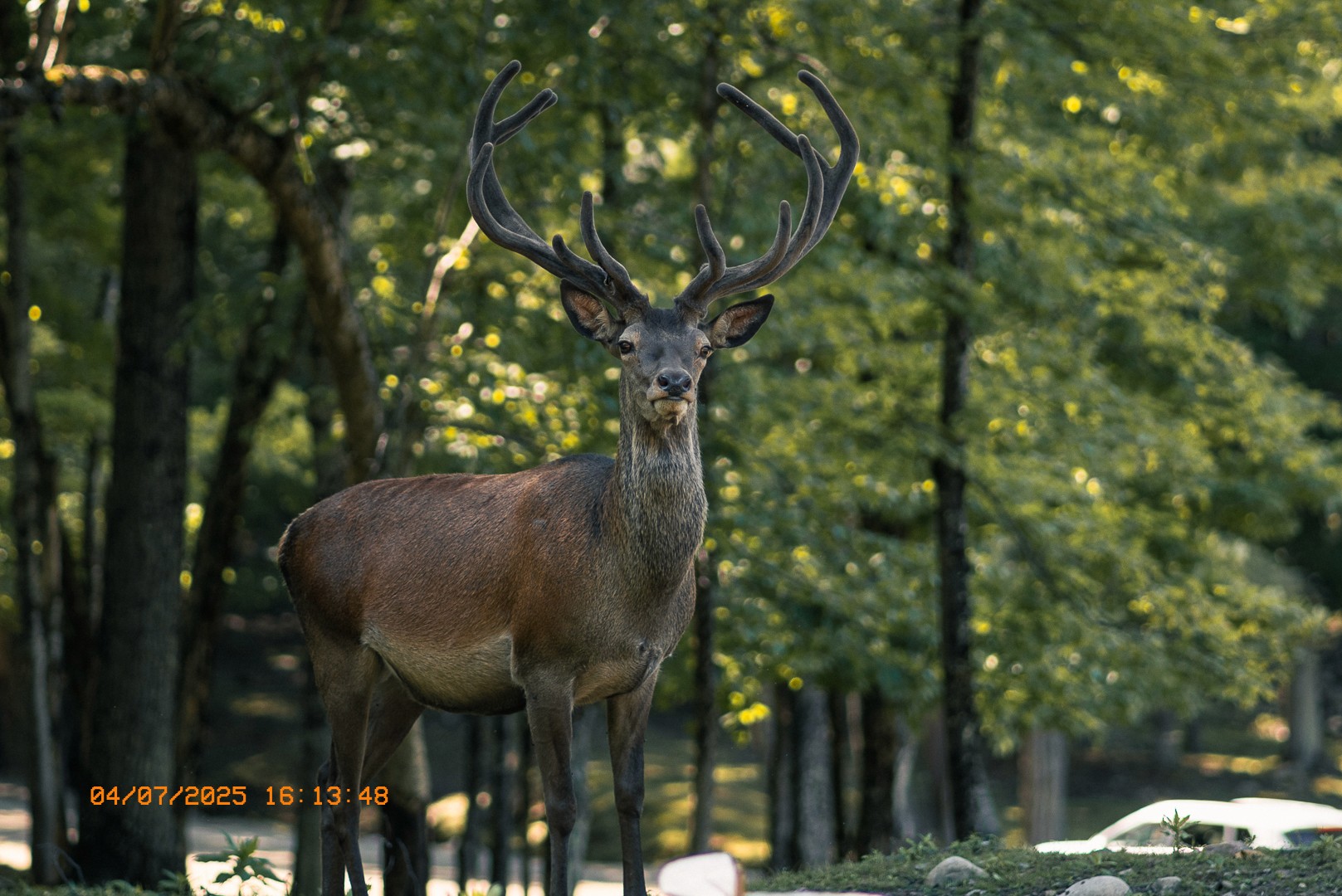 Cerf aux grands bois debout au milieu d’un sous-bois.