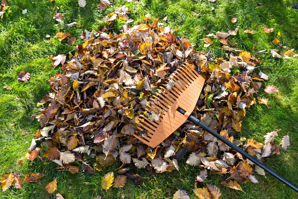 fall cleanup leaf pile with rake ready for bagging