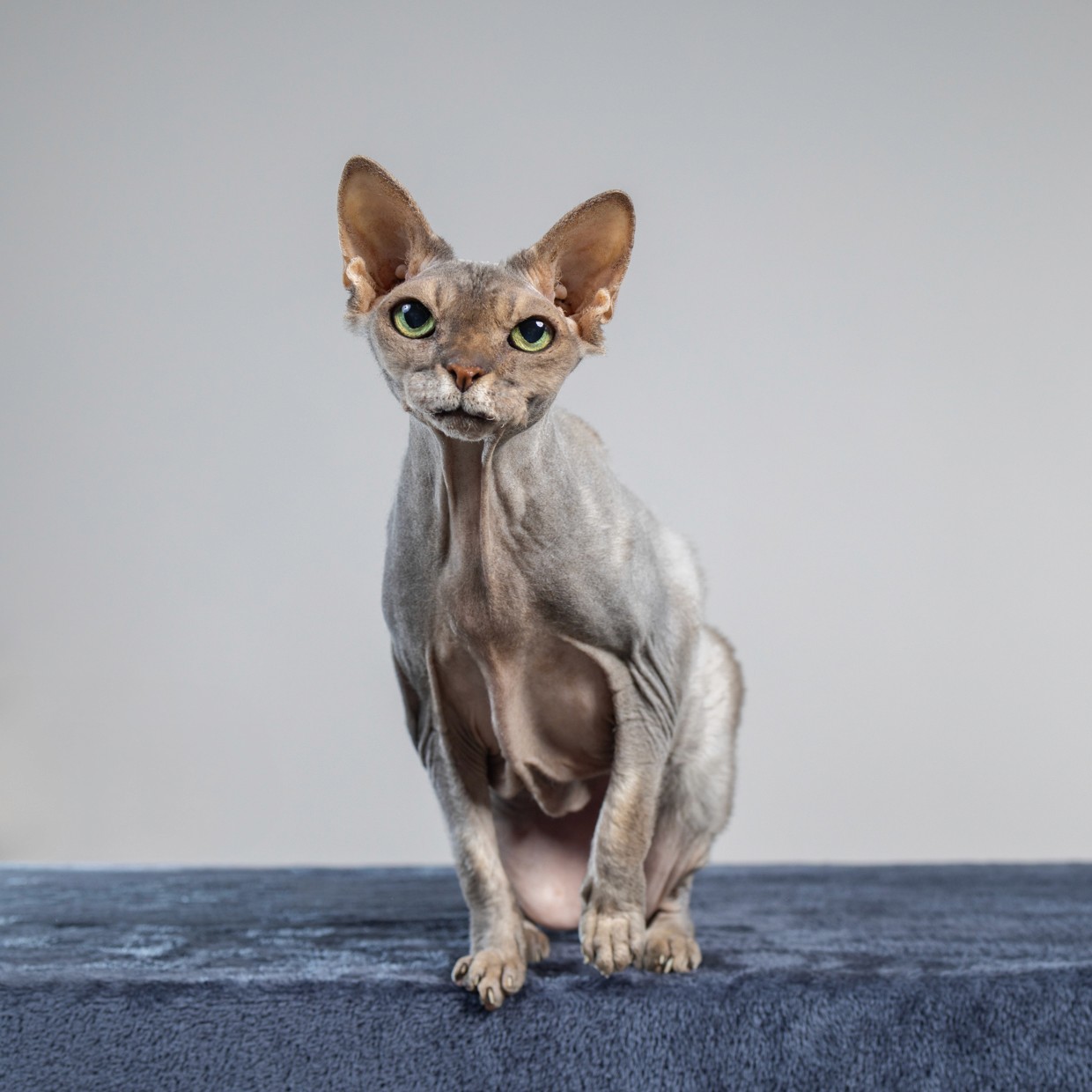Lilac hairless cat sitting on blue blanket