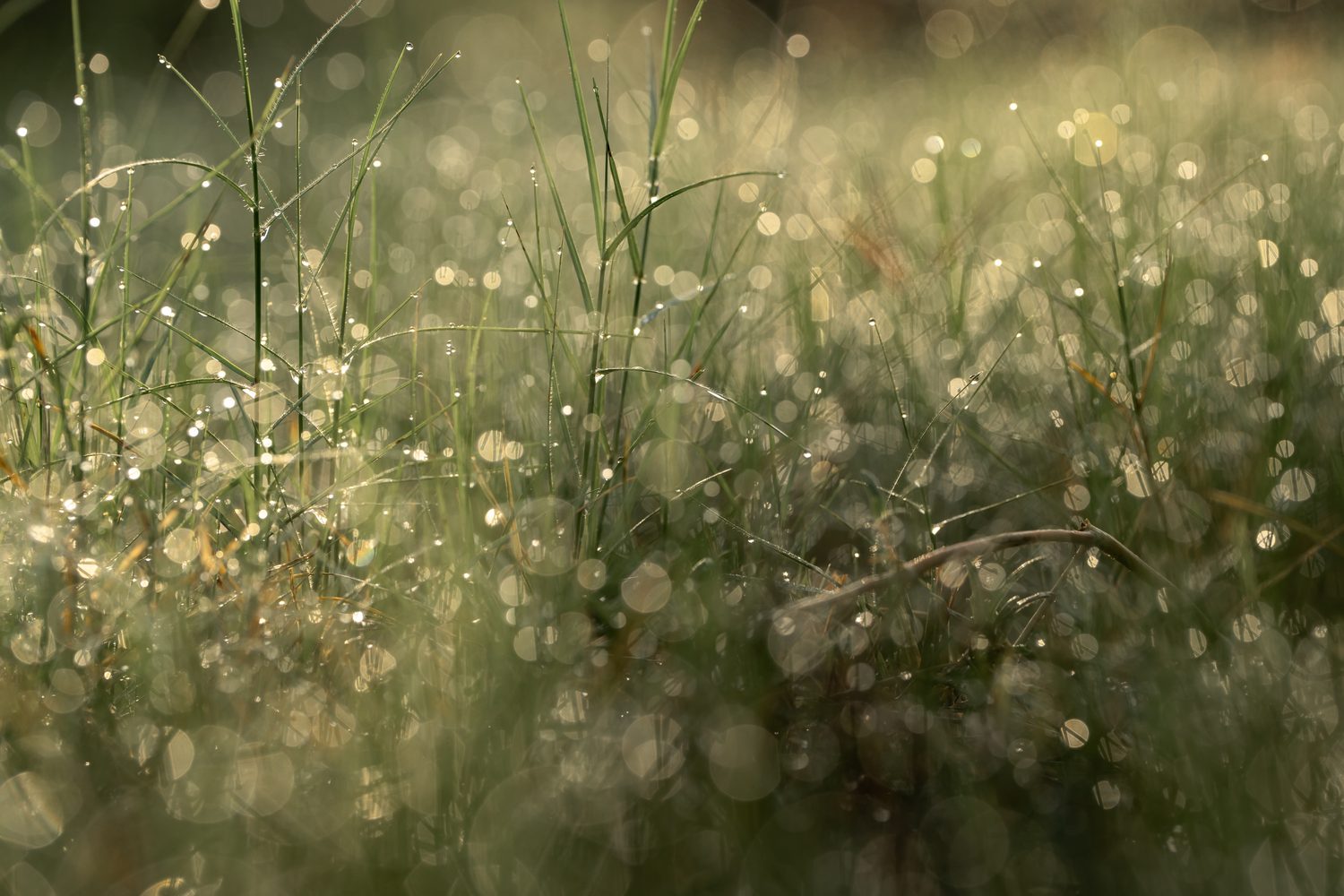 Morning dew sparkling through blades of grass
