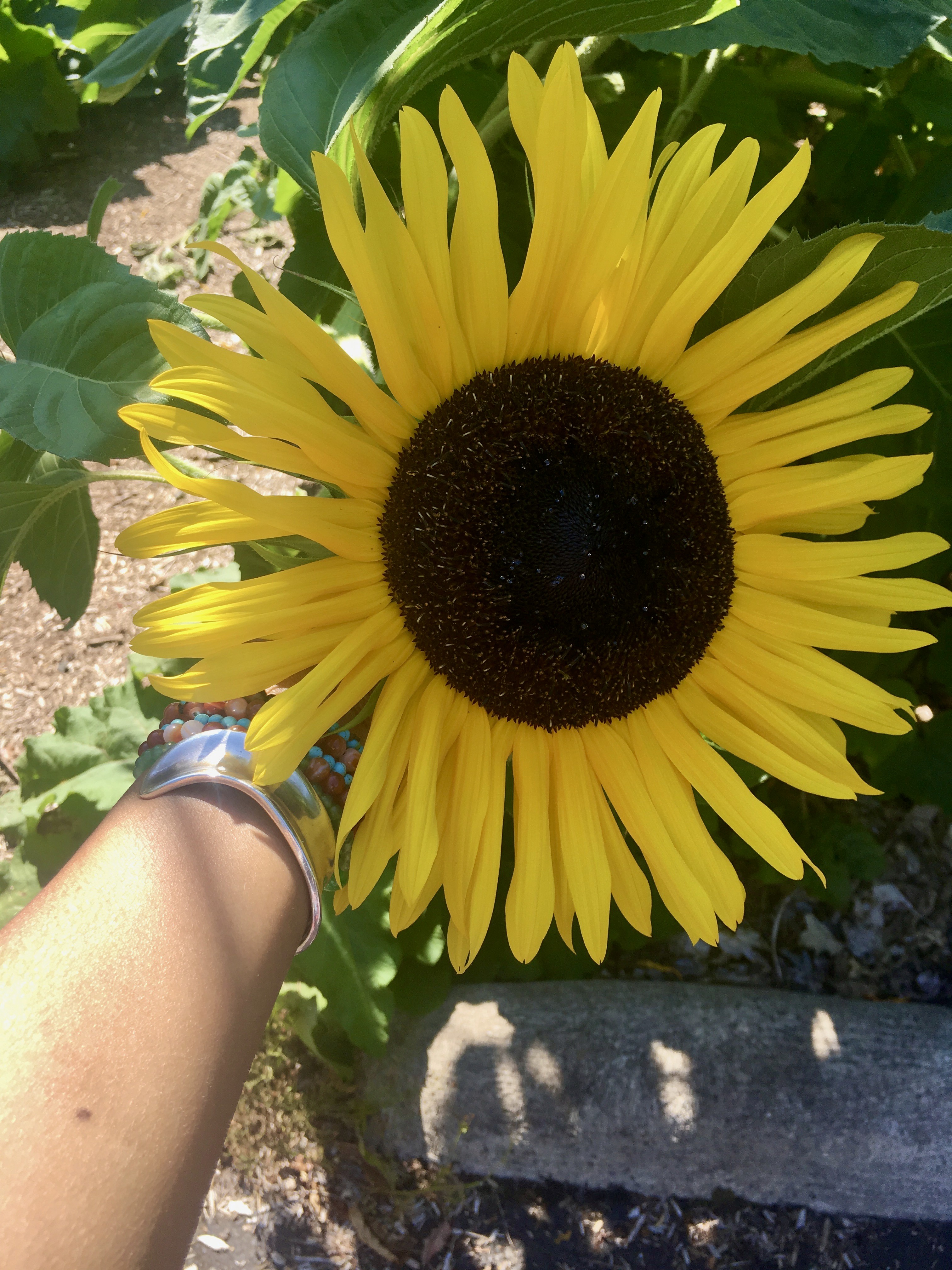 Community Gardens