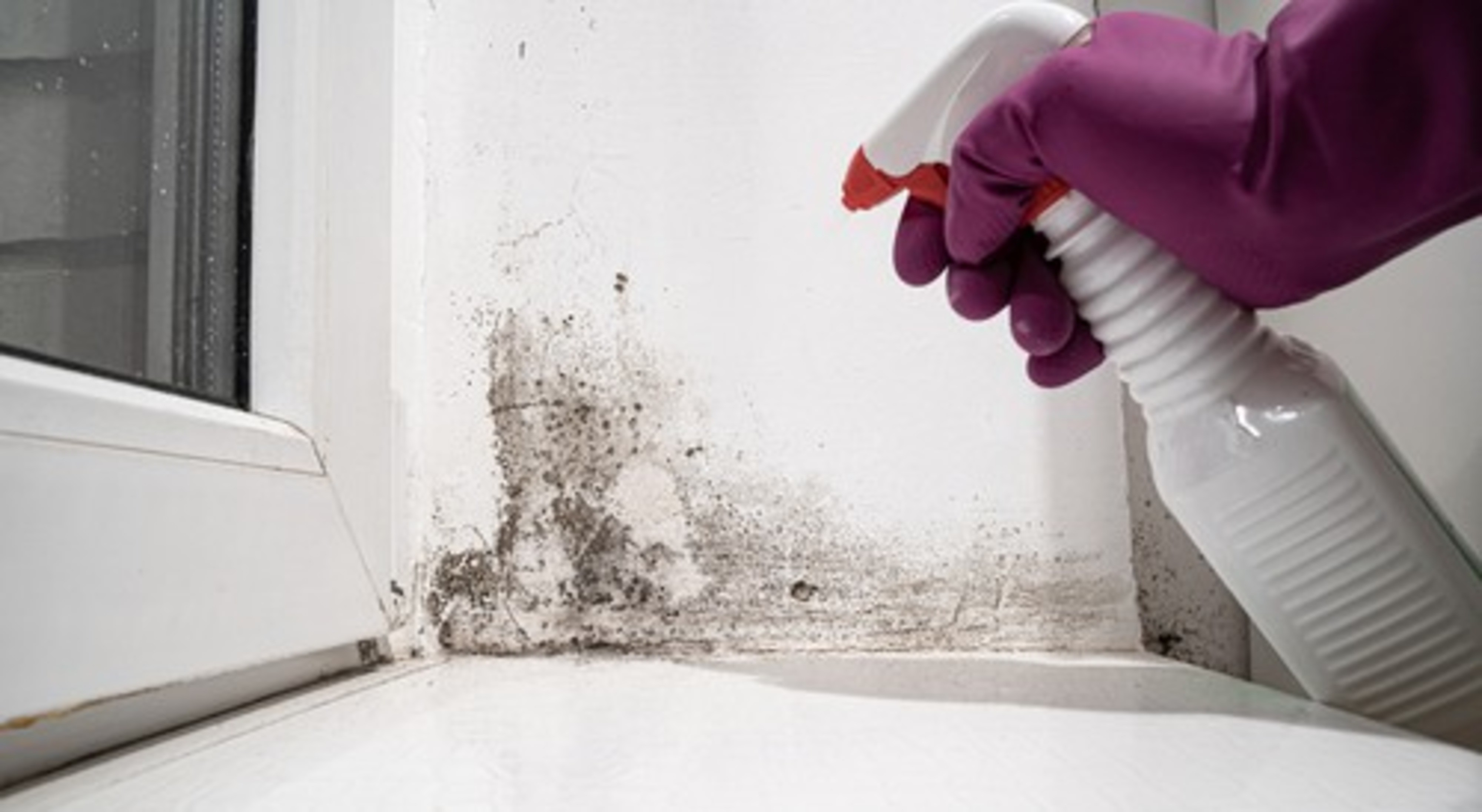 Mold Remediation