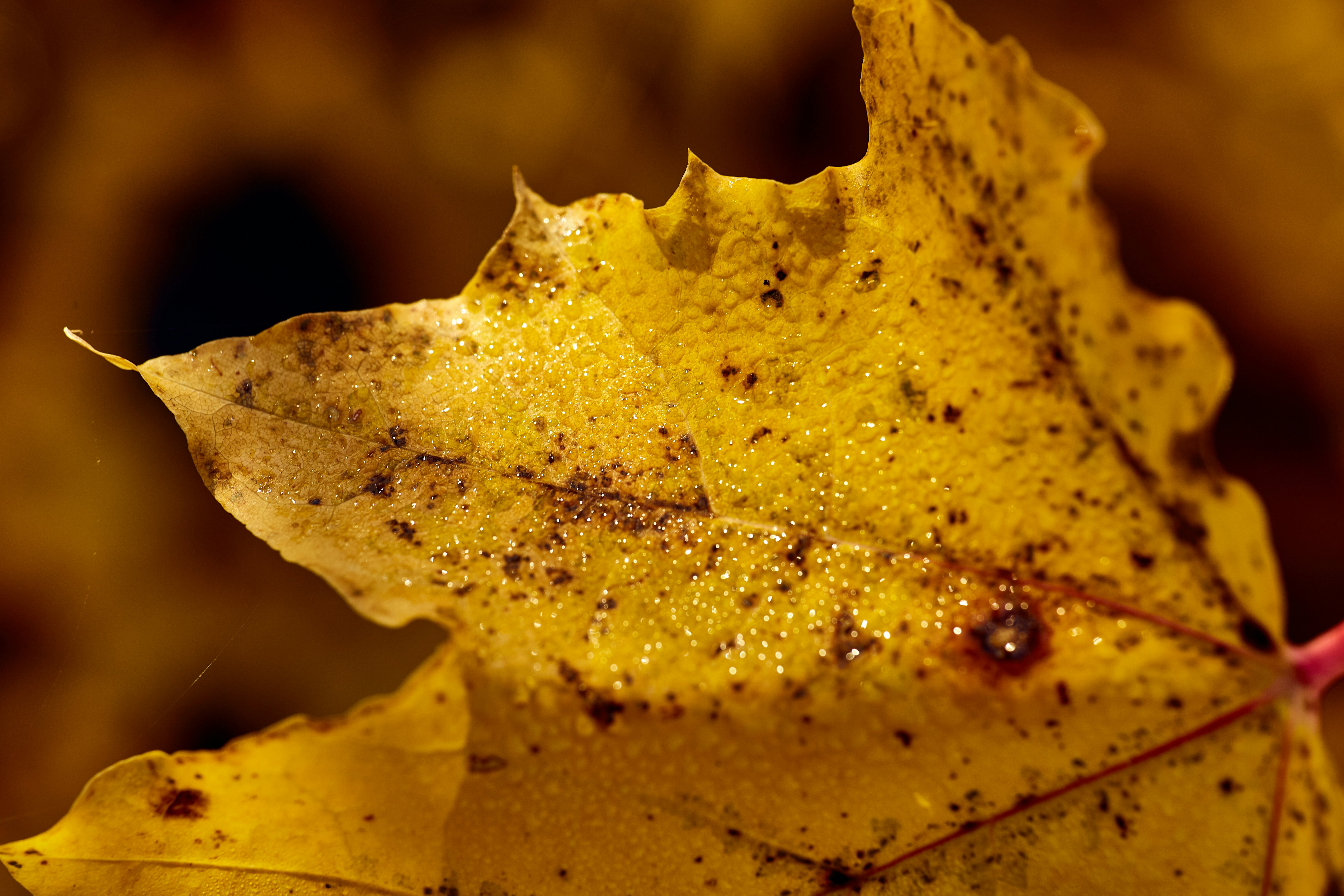 A close-up of a golden autumn leaf.