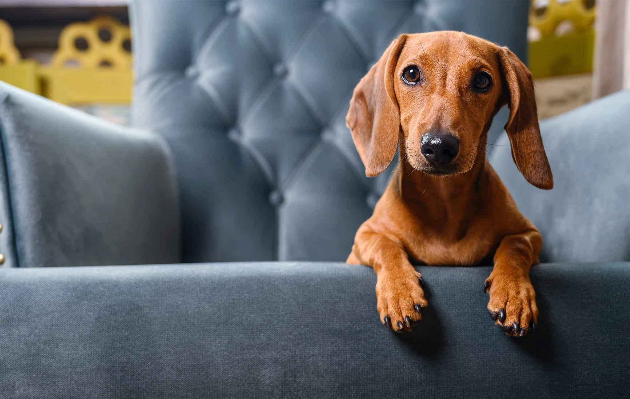 Emergency Pet Care, Always Our Top Priority