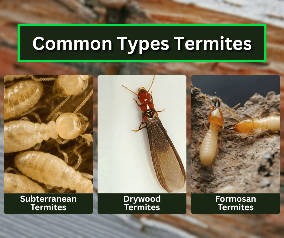 common types of termites