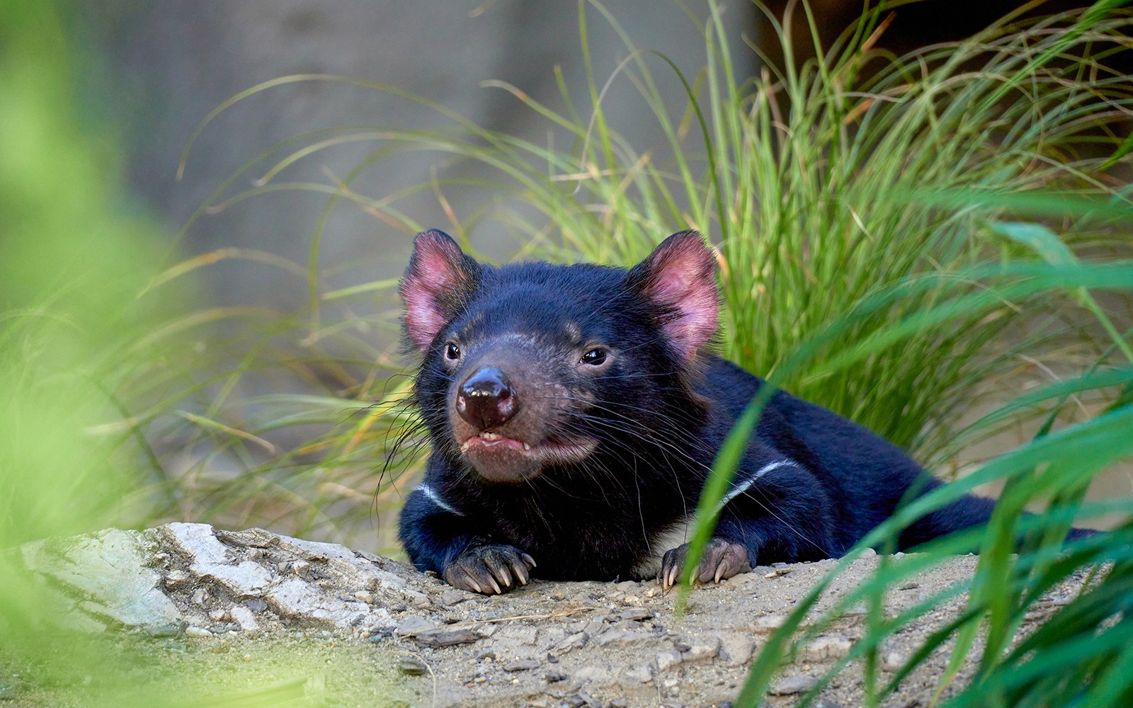 Diavolo della Tasmania che riposa su una roccia al WILD LIFE Sydney Zoo.