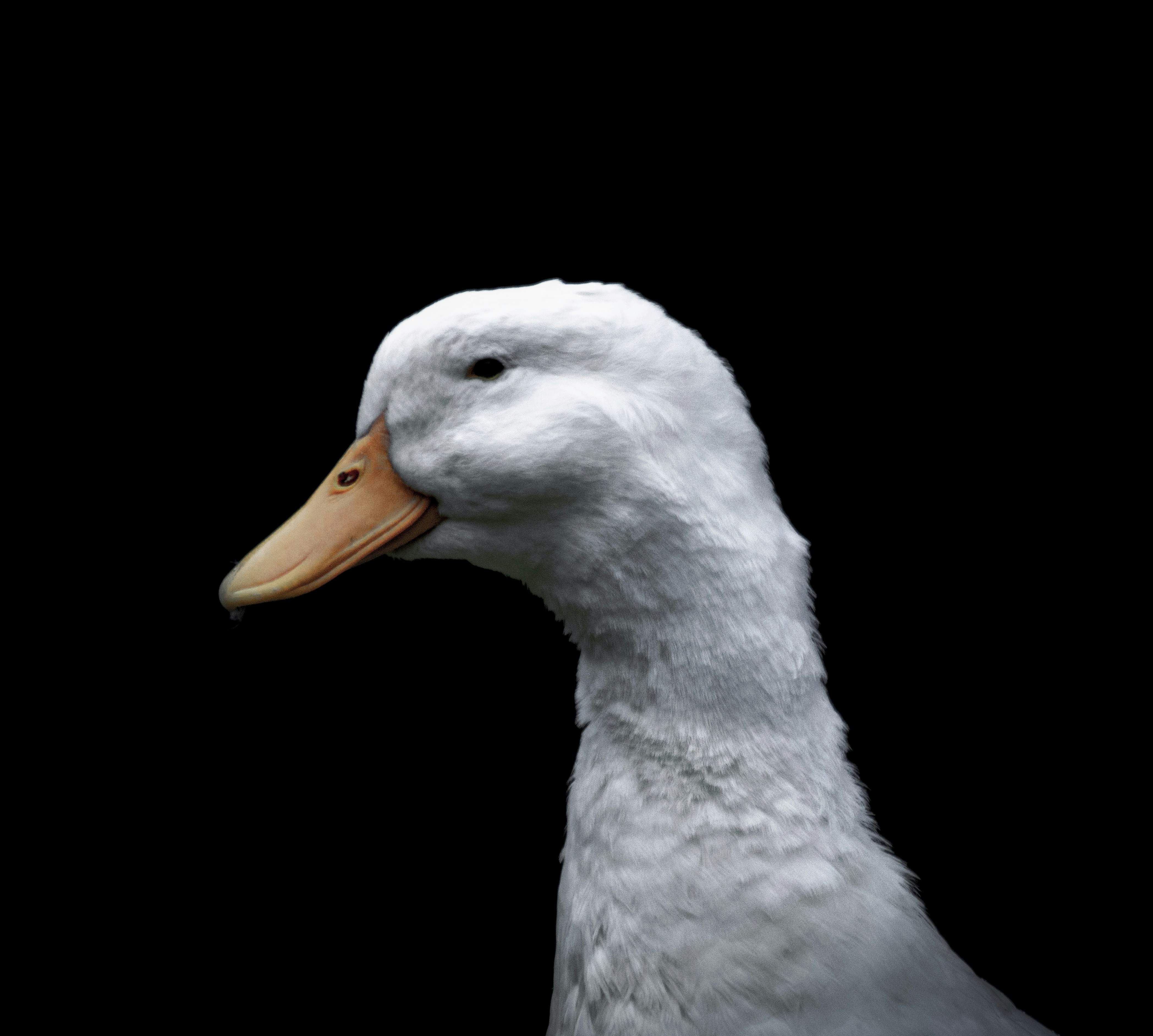 white duck with yellow beak