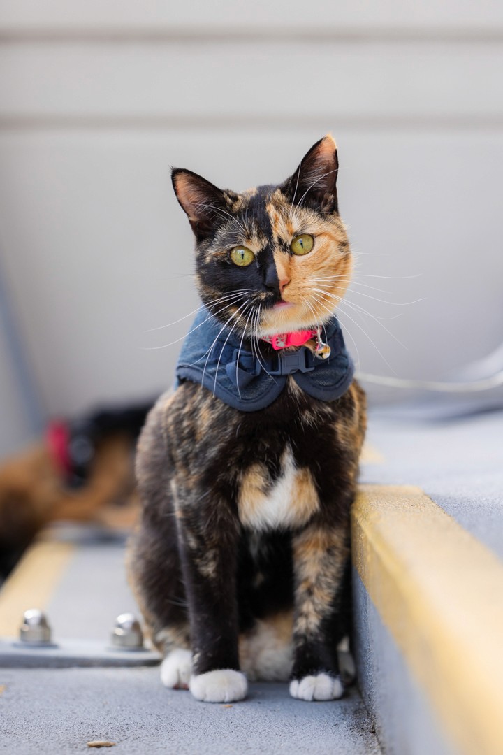 Tortoiseshell cat in harness sitting on stairs