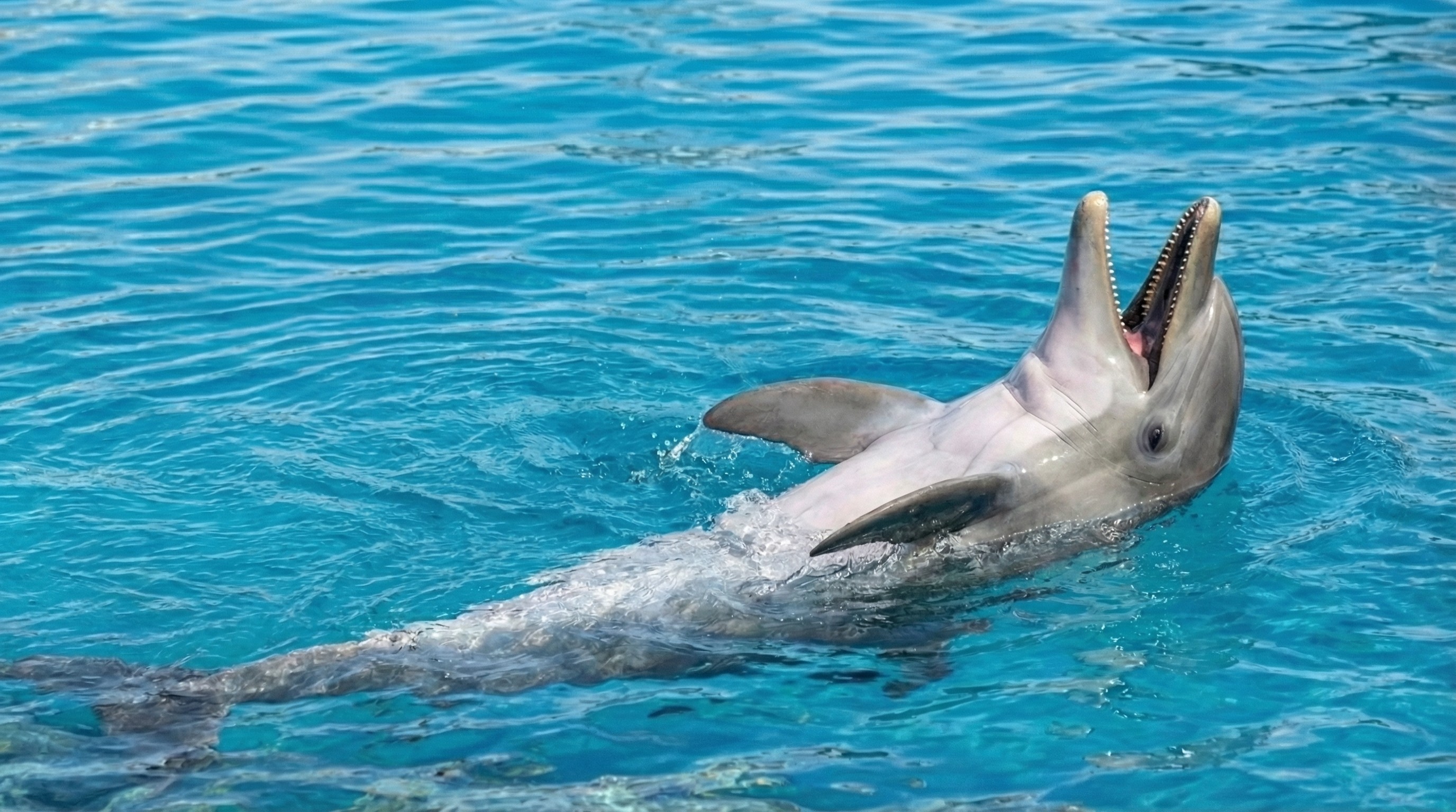 Dolphin with its head above the surface of bright blue water and its mouth open wide