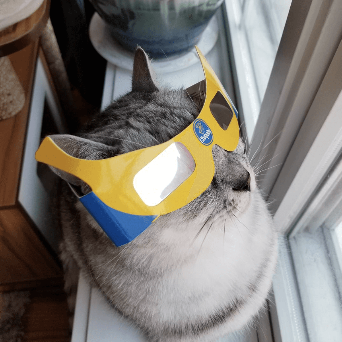 original photograph of a cat wearing Chiquita eclipse-viewing glasses