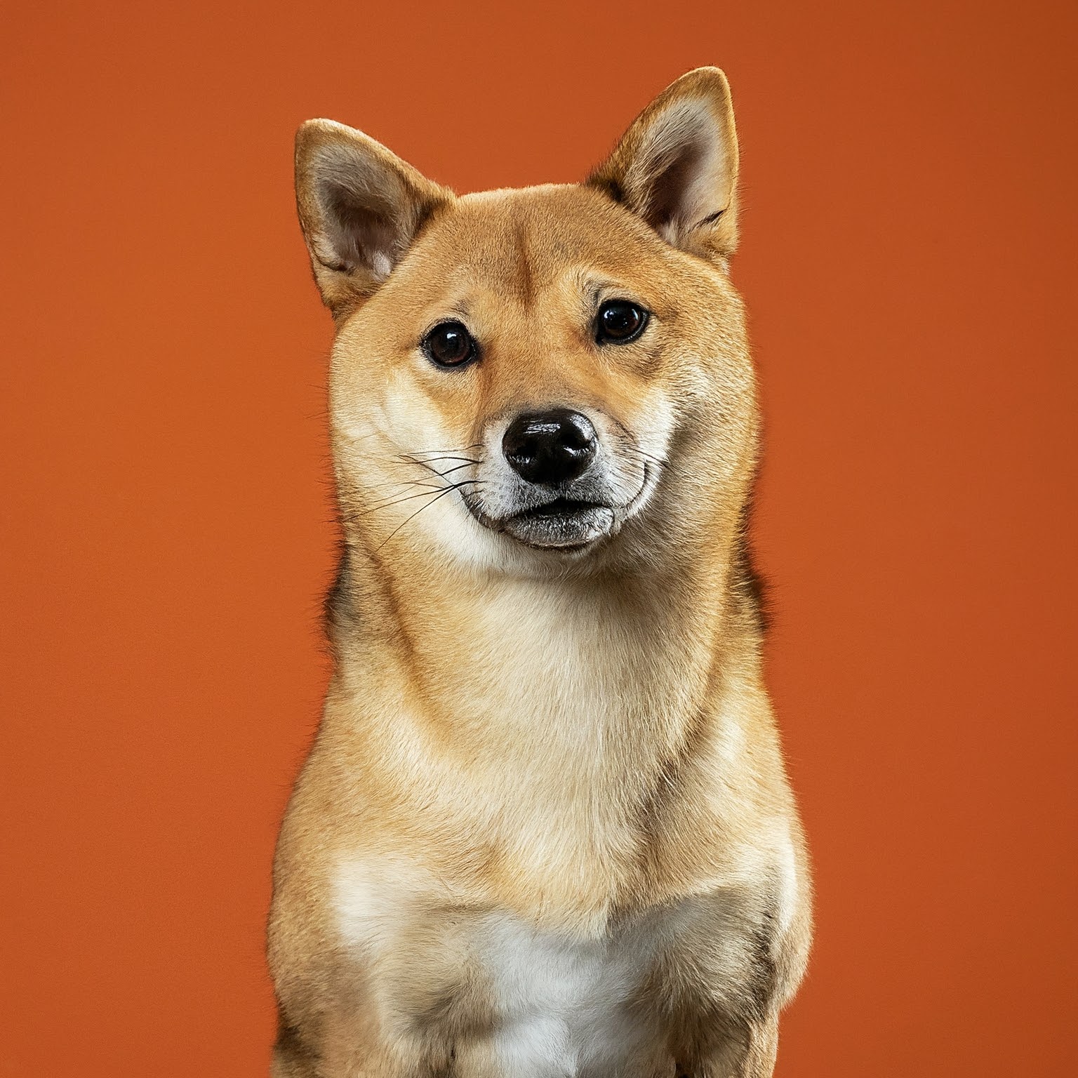 BUDDYUNO, Shiba Inu