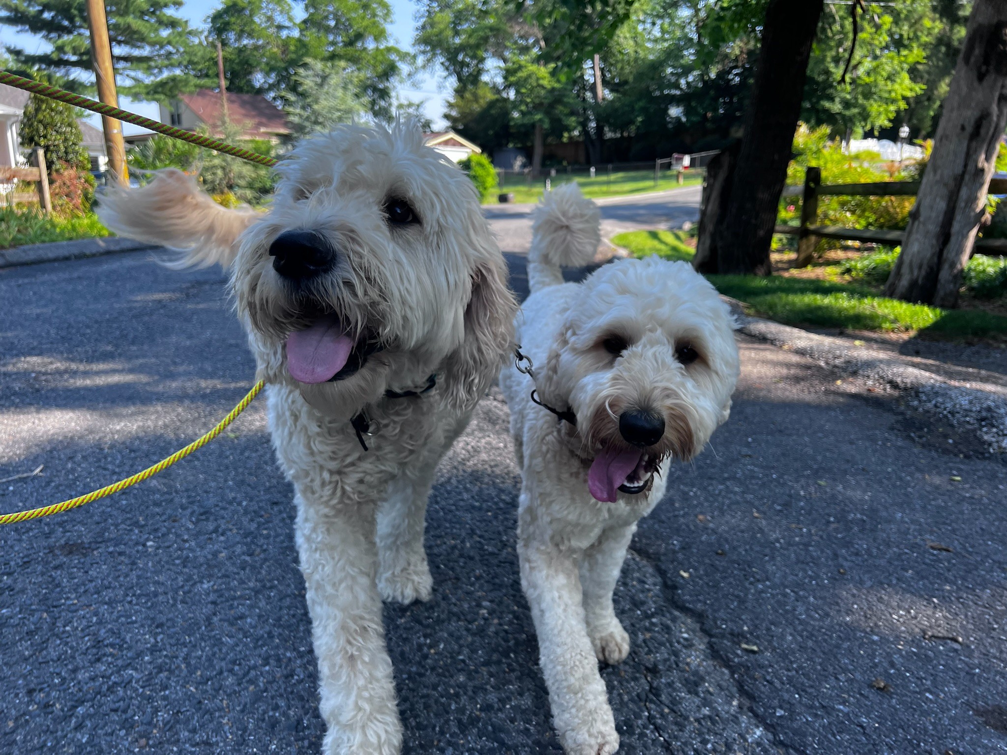 Two white fluffy dogs on leashes walking together on a residential street in Maryland