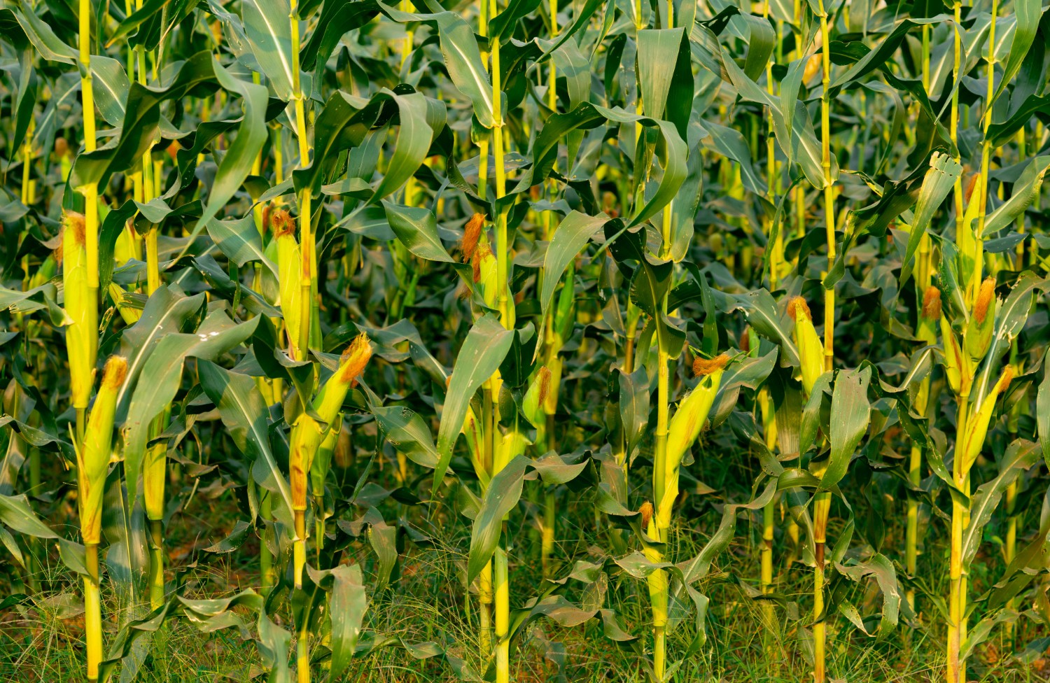 corn farm