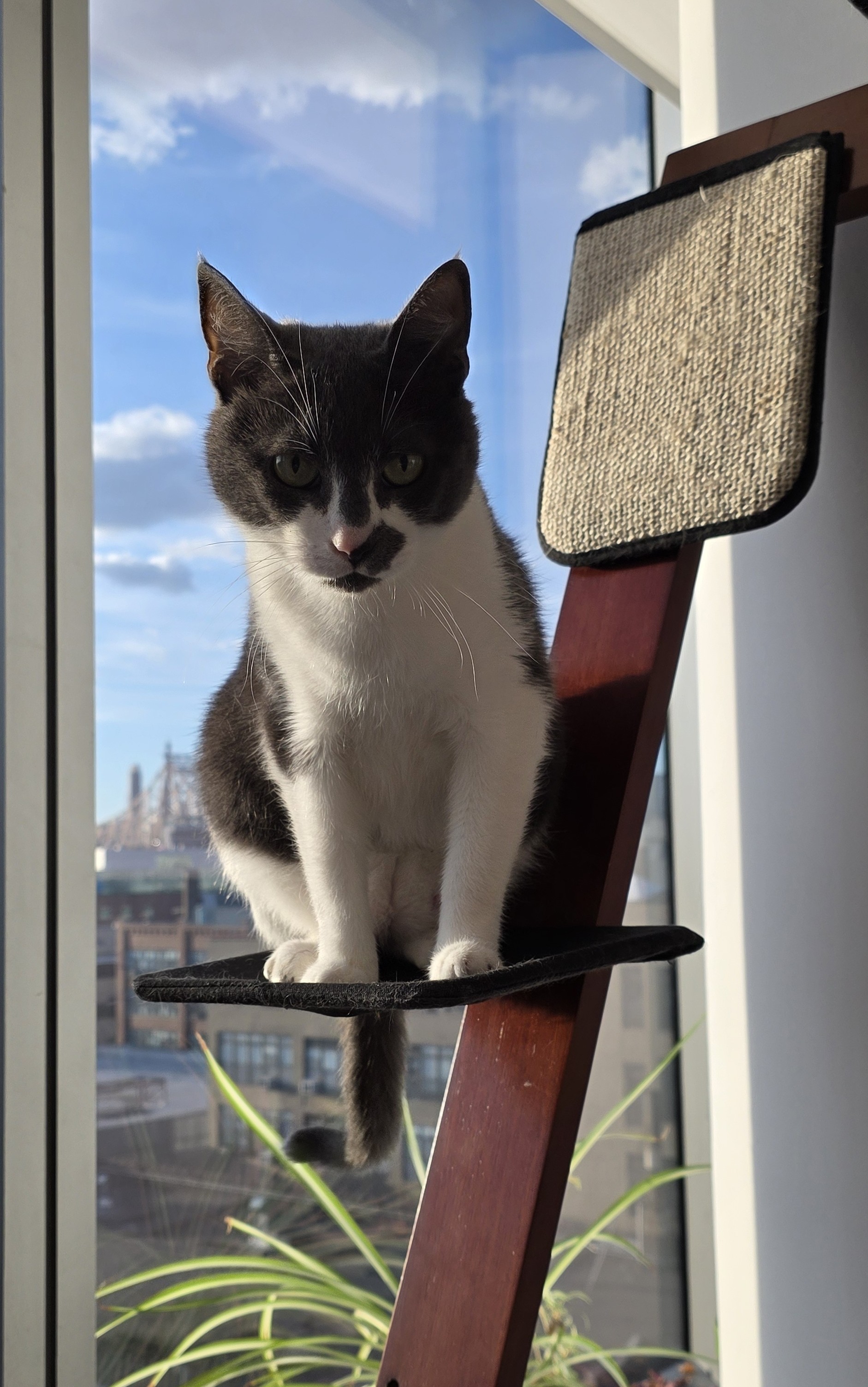 A cat is perched on atransition shelf of Chalet cat tree.