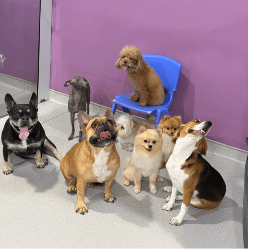 Happy Dogs with pawstreet