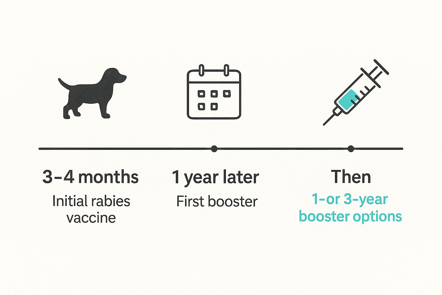 Infographic about how often does dog need rabies vaccine
