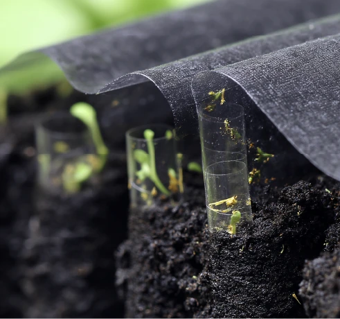 Polybutylene Succinate (PBS) film used in soil for agricultural application.