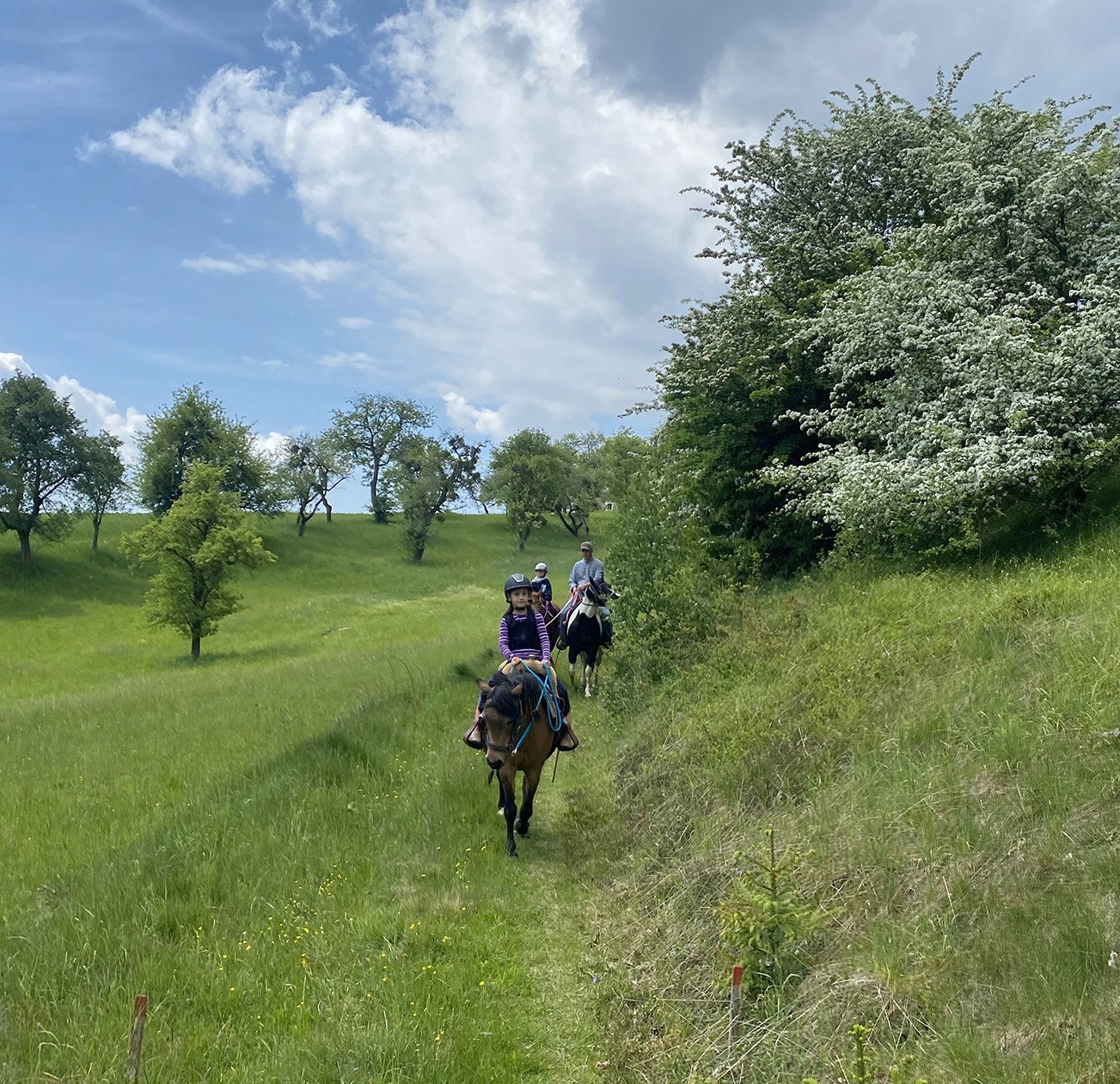 Close-up of a tree stump showing growth rings and a textured brown wood surface.