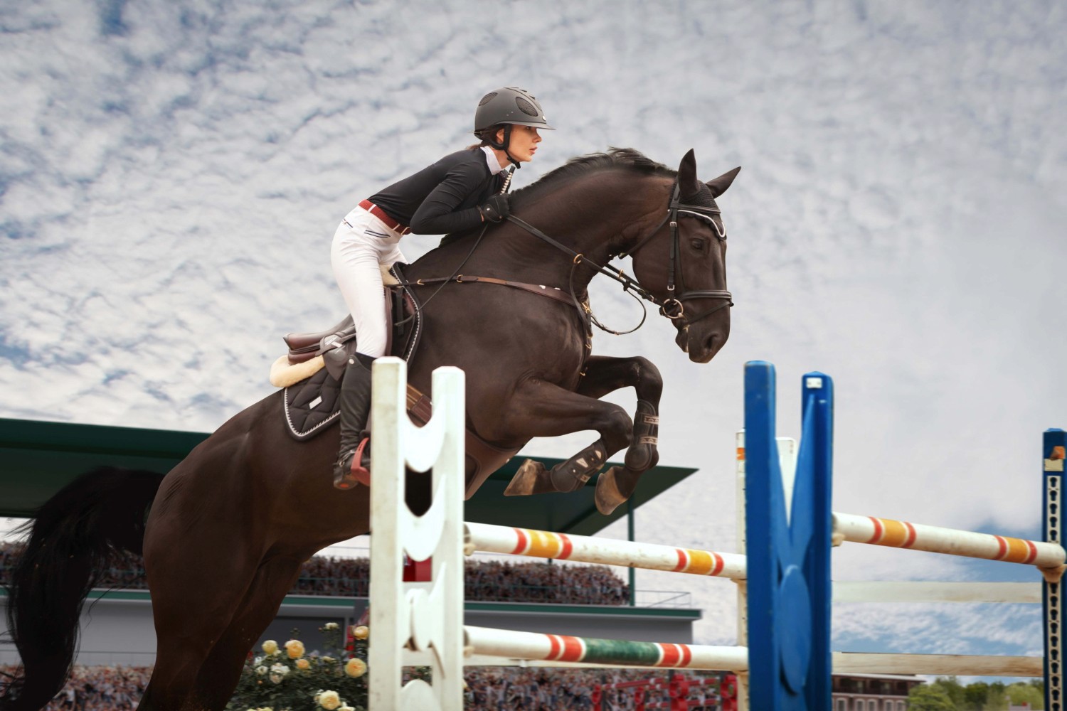 Horse Image