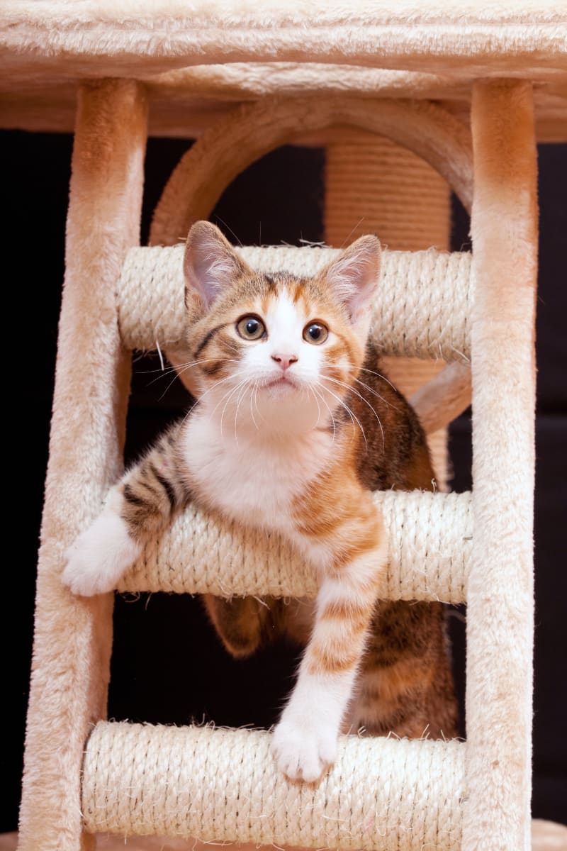 kitten on scratch post with sisal rope