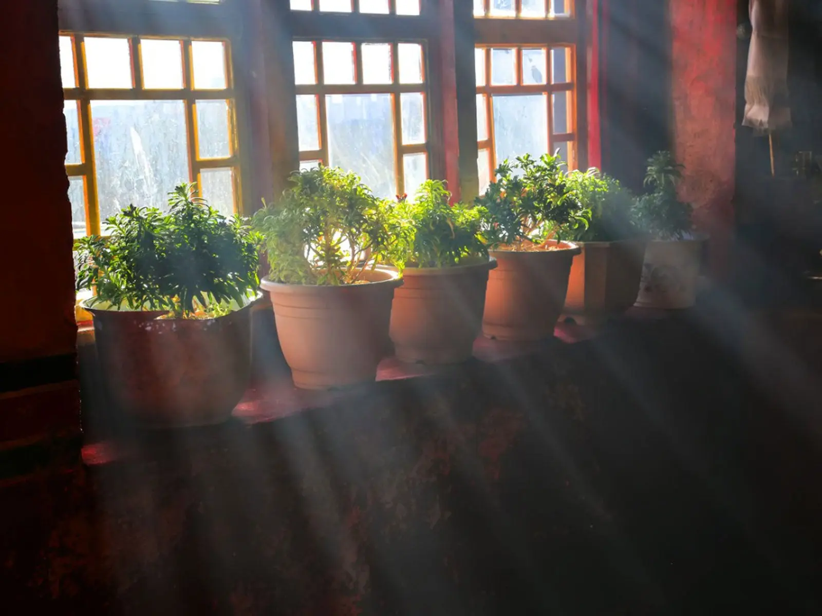 Row of potted plants sitting on a window sill receiving bright sunlight
