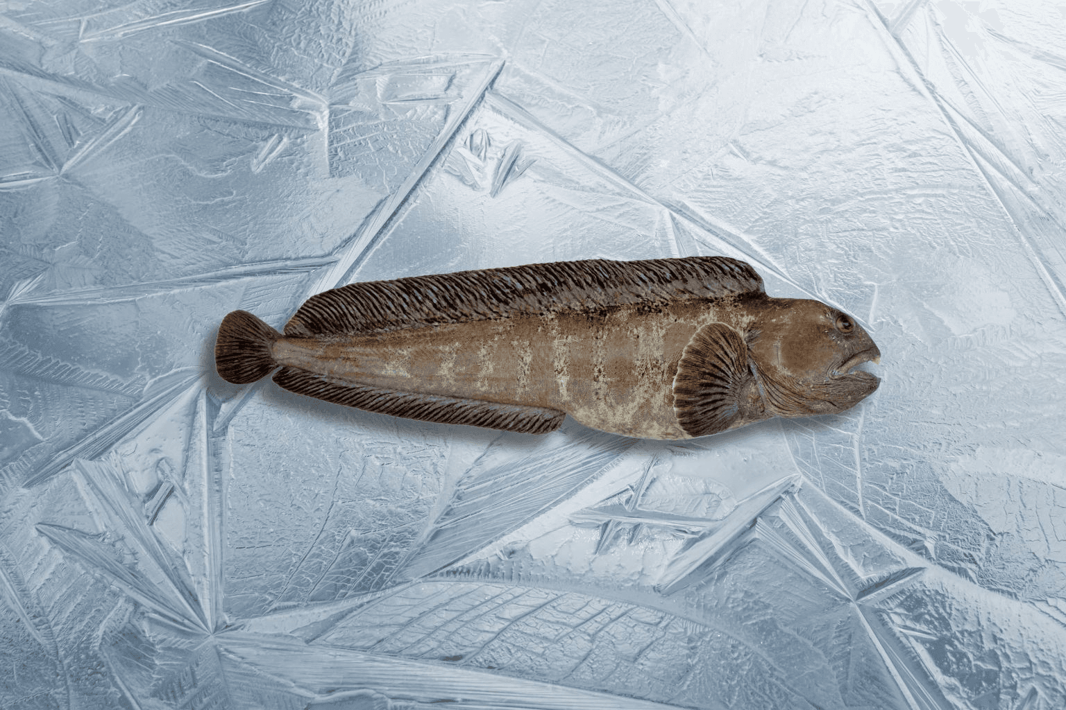 Atlantic Catfish