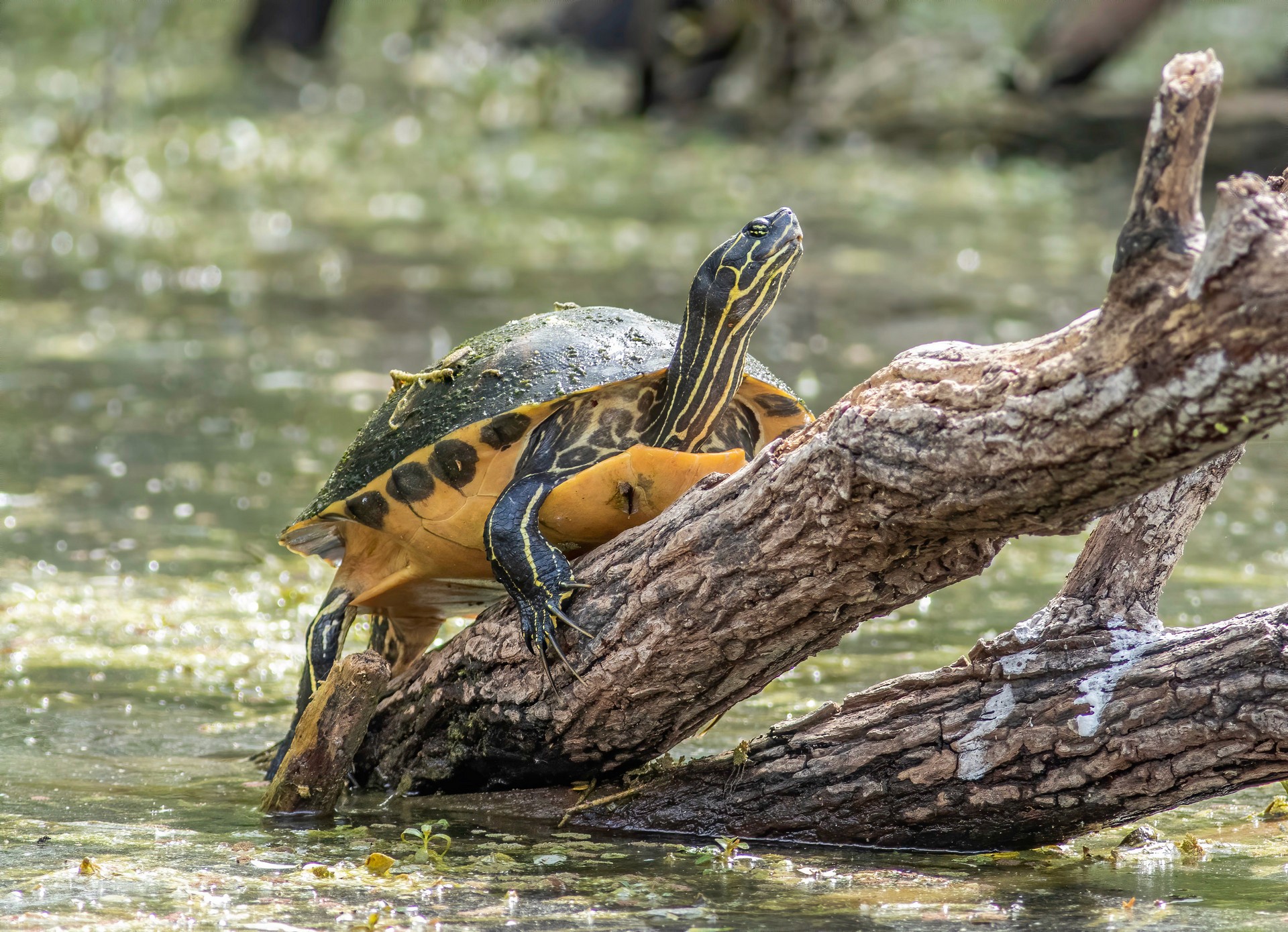 Photo By: South River Watershed Alliance