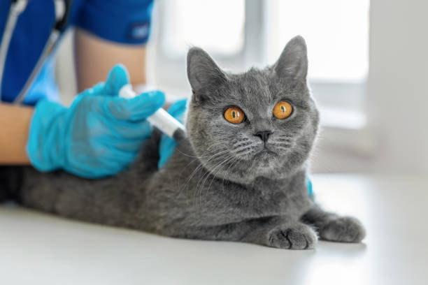 A cat receiving the FVRCP vaccination for calicivirus, herpesvirus, and panleukopenia