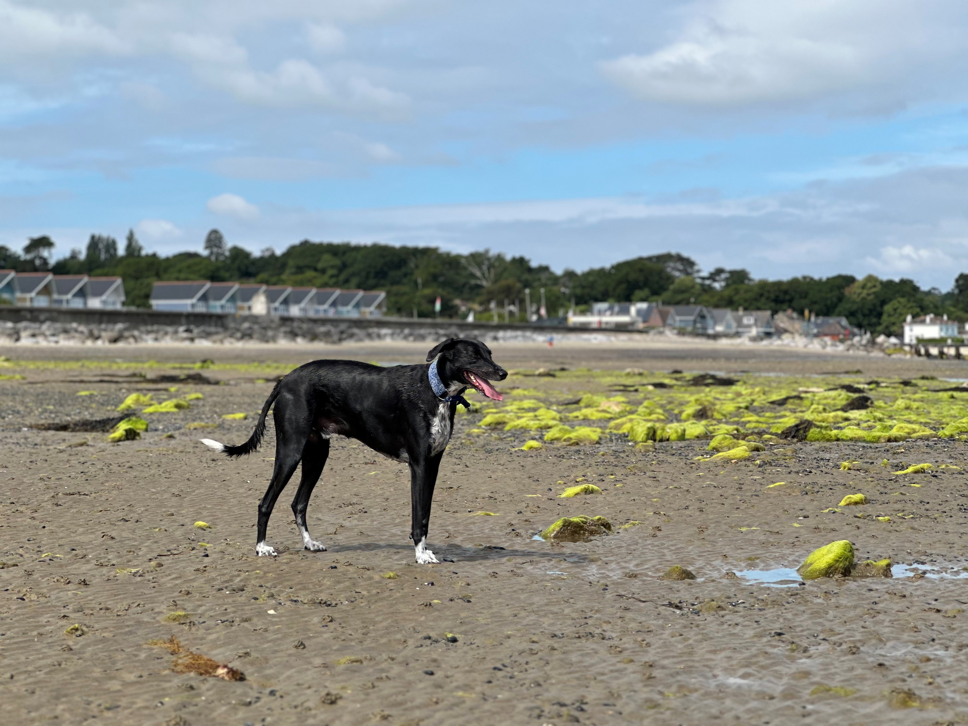 Dog photo