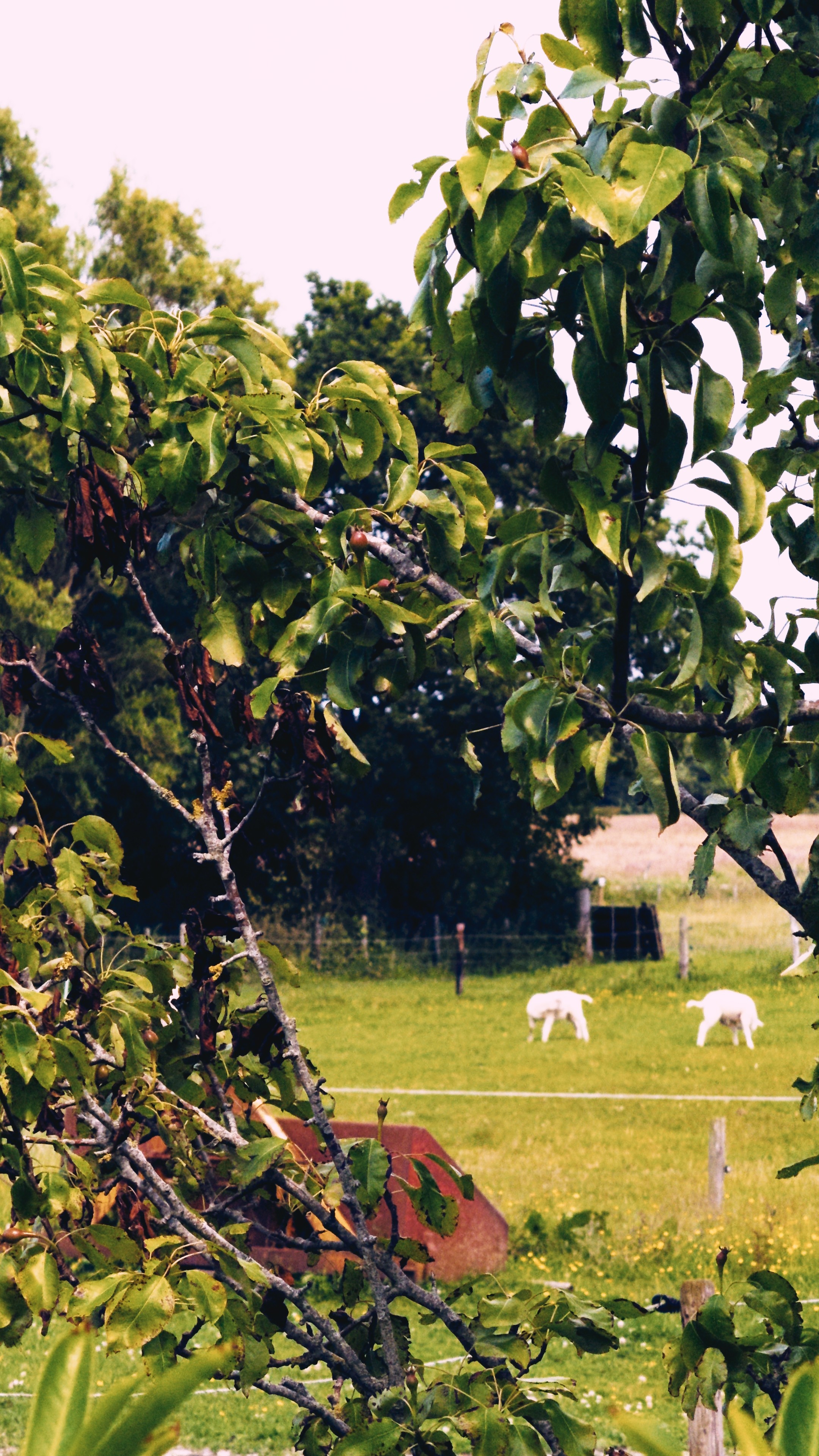 Testimonial Author Image 1