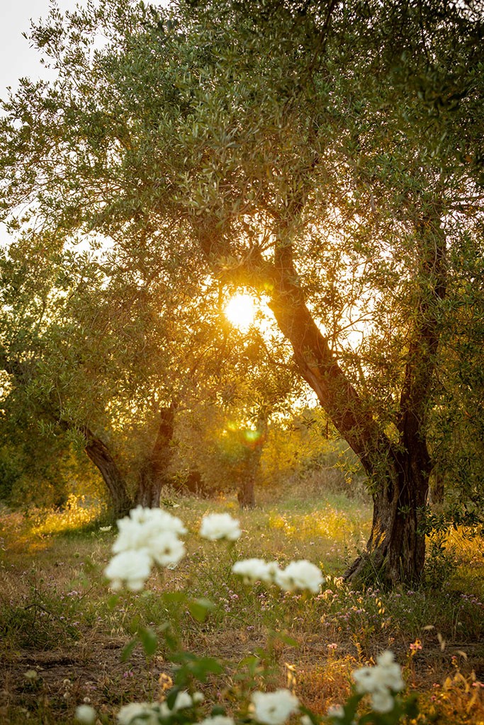A couple in wedding attire walks hand in hand across a sunlit field.