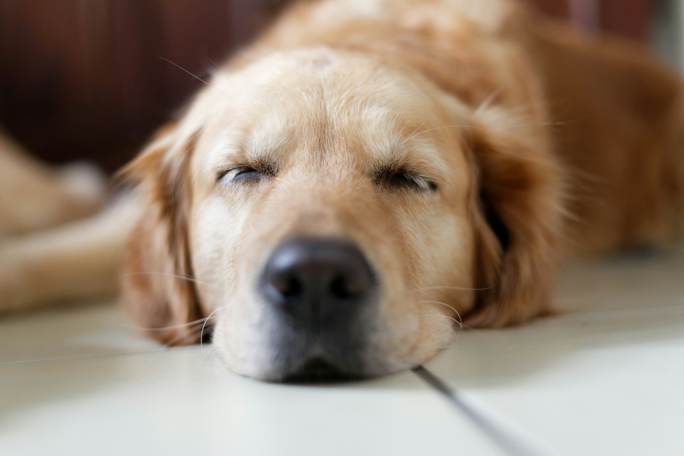Chien à pelage doré couché, la tête posée au sol.