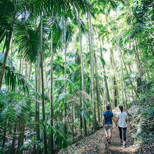 Couple walking in rainforest
