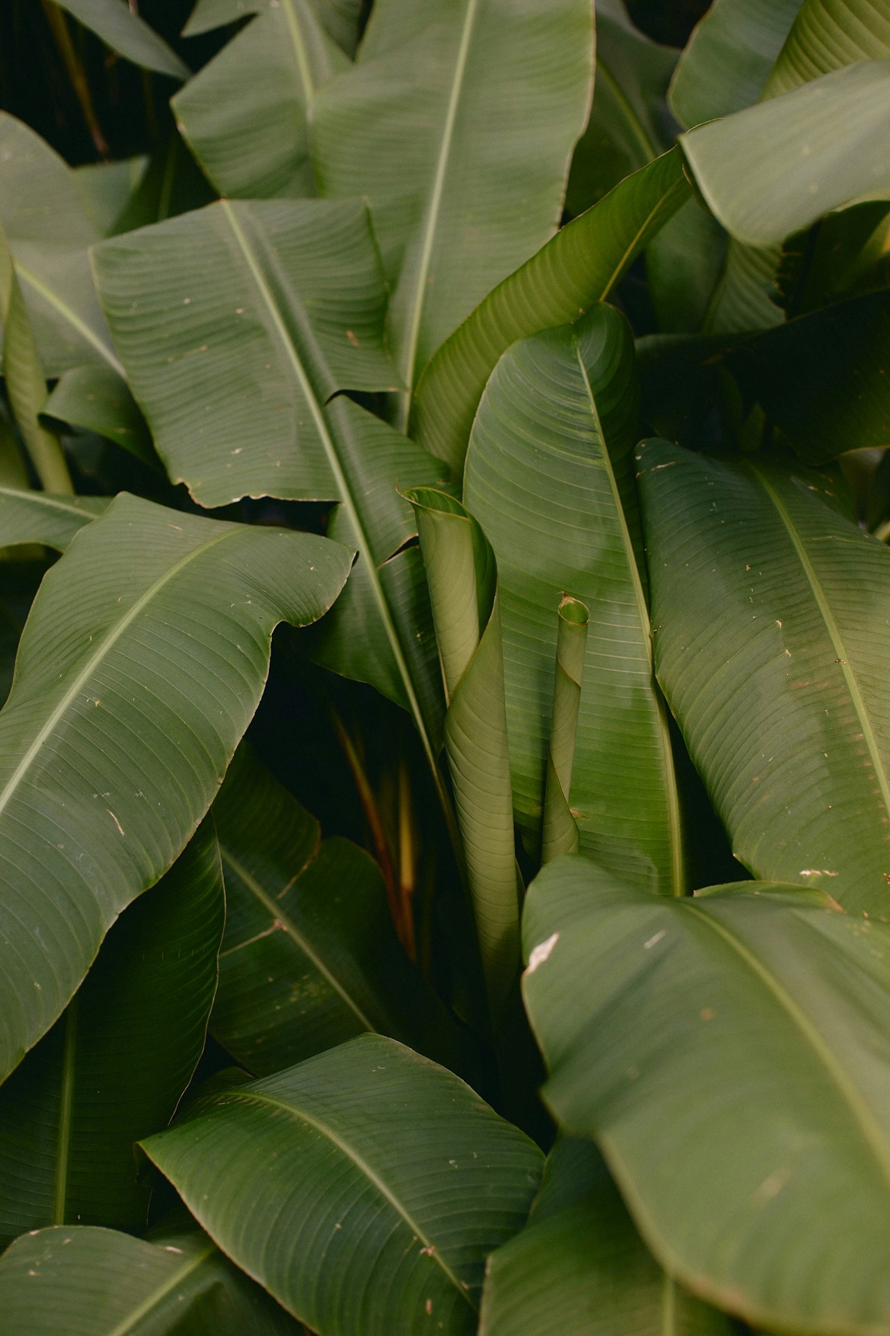 Foliage dense de grandes feuilles tropicales vert vif, avec de nouvelles feuilles enroulées qui se déploient parmi les plus matures.