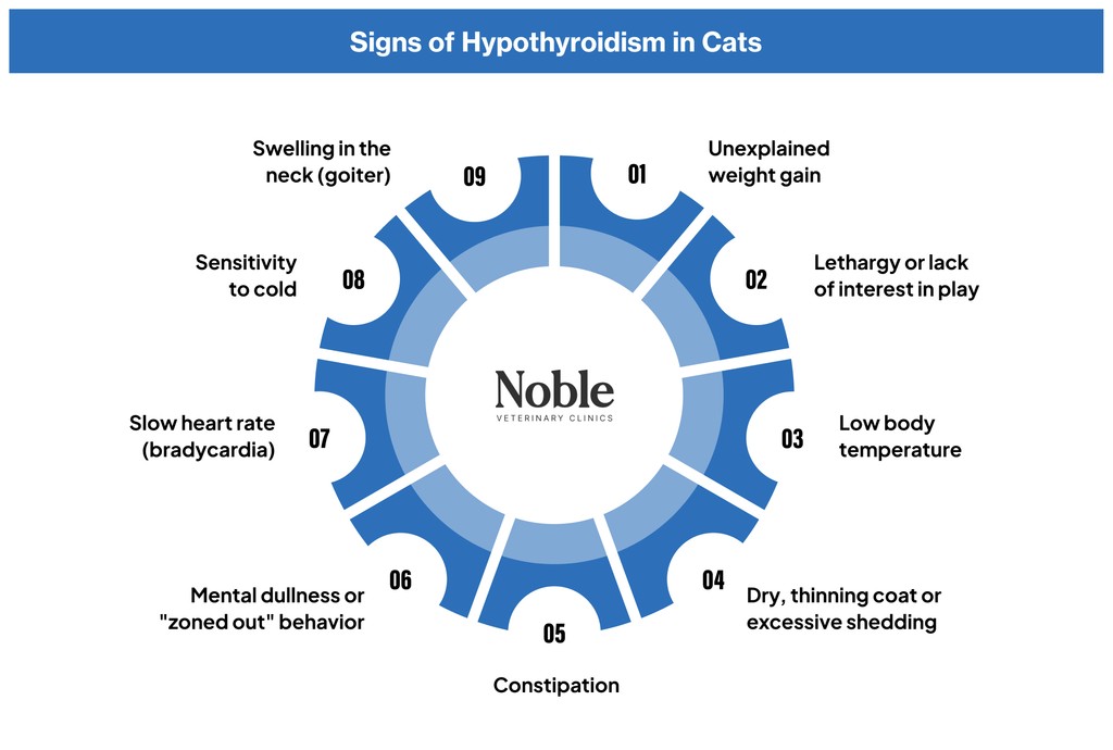 Hypothyroidism in Cats: Causes, Signs and Symptoms, and Treatment