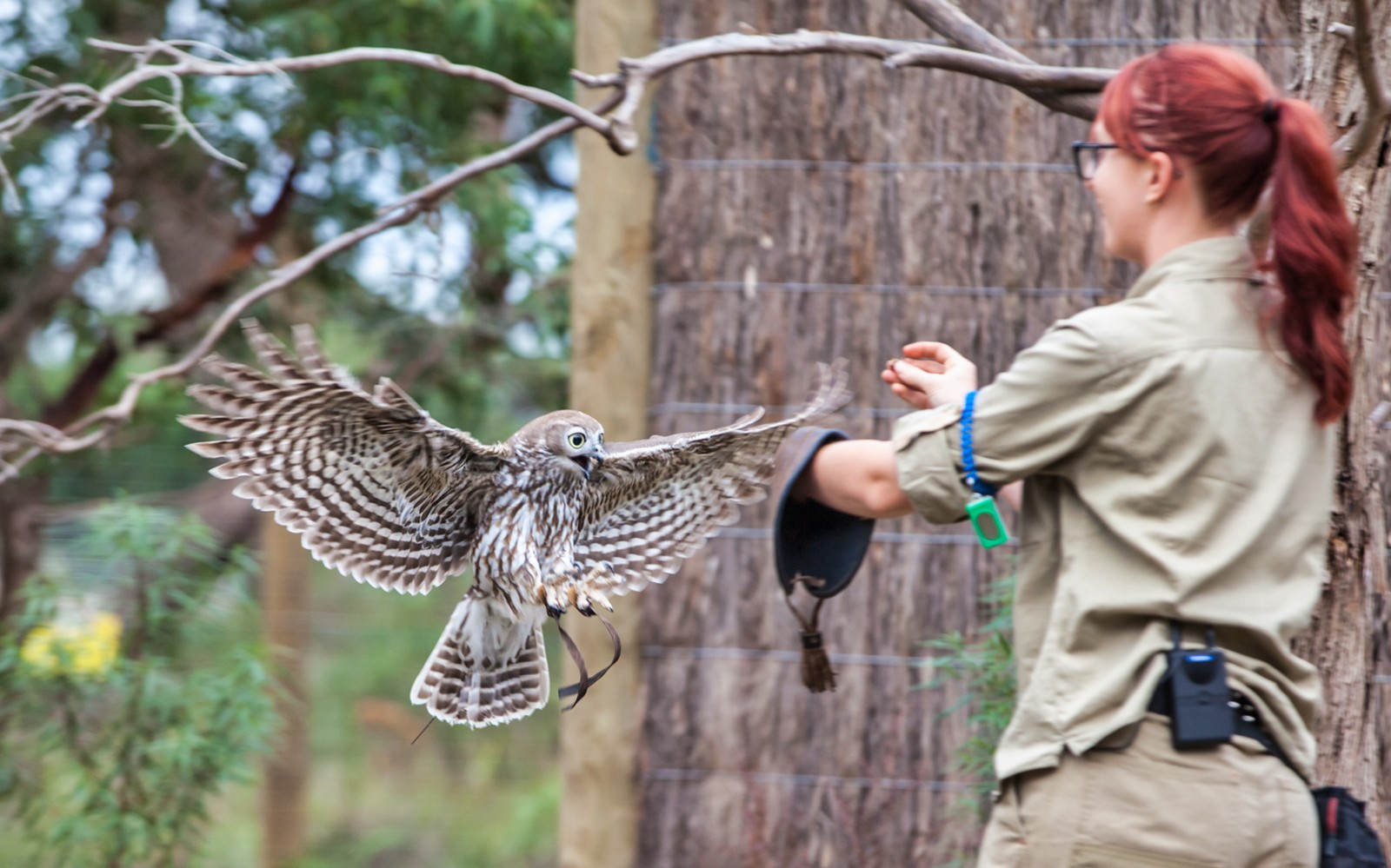 在菲利普岛的导览游中,驯鹰员与猫头鹰互动。