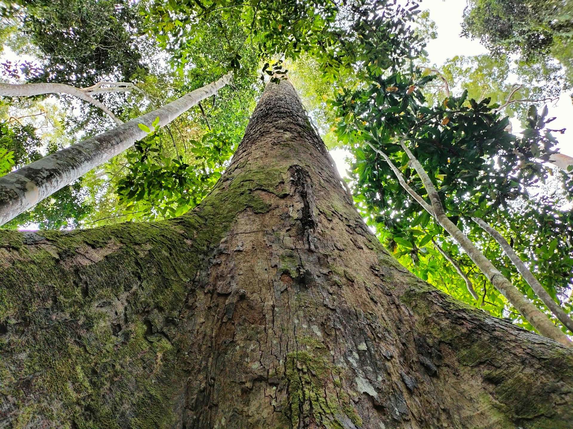 Kuamot Rainforest trees
