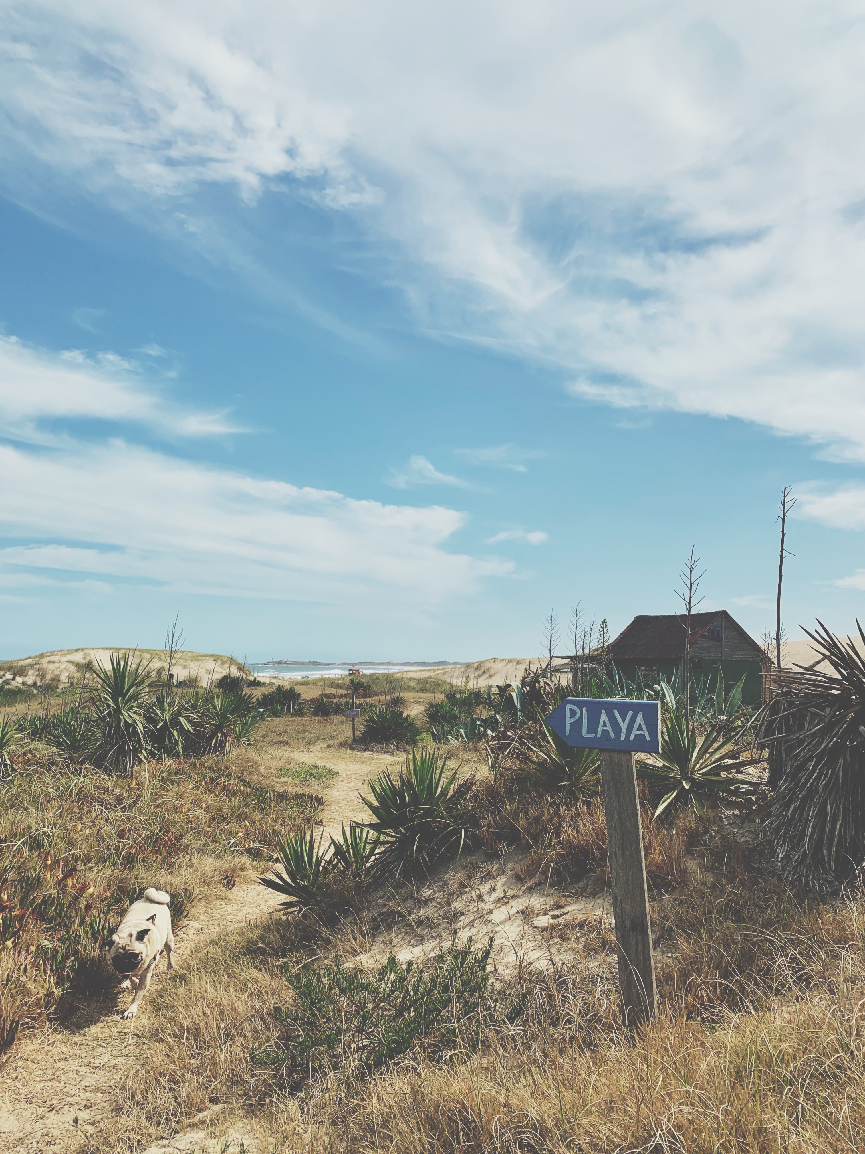 Perro en playa de Punta del Diablo