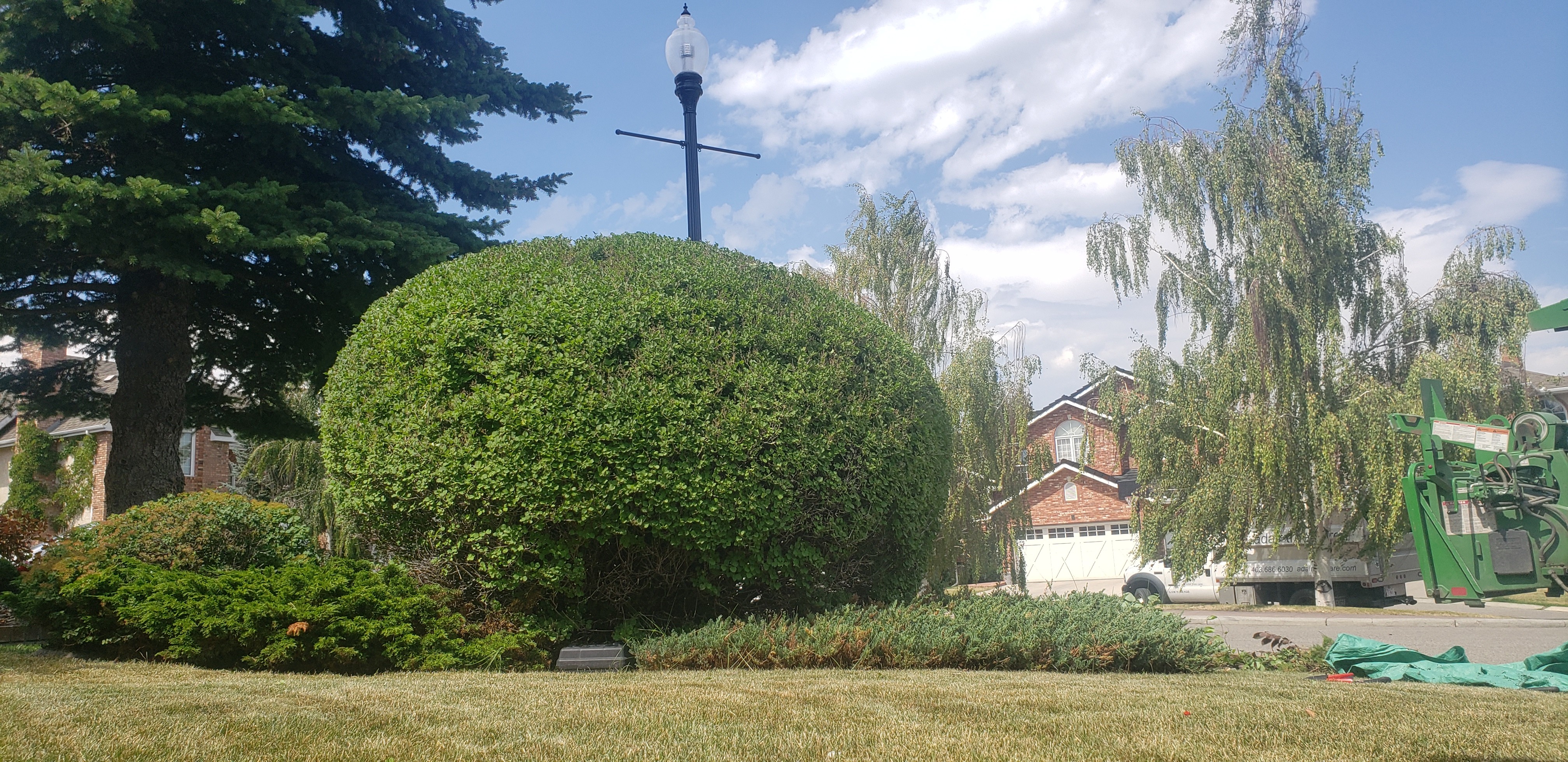 A highly maniured round shrub.