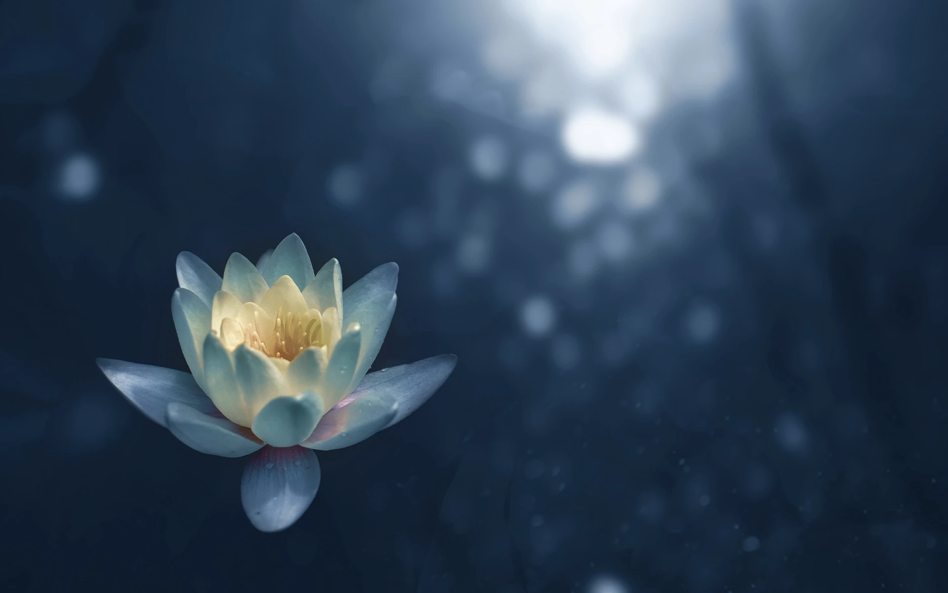 Softly lit lotus flower floating in dark blue water with gentle bokeh light in the background.
