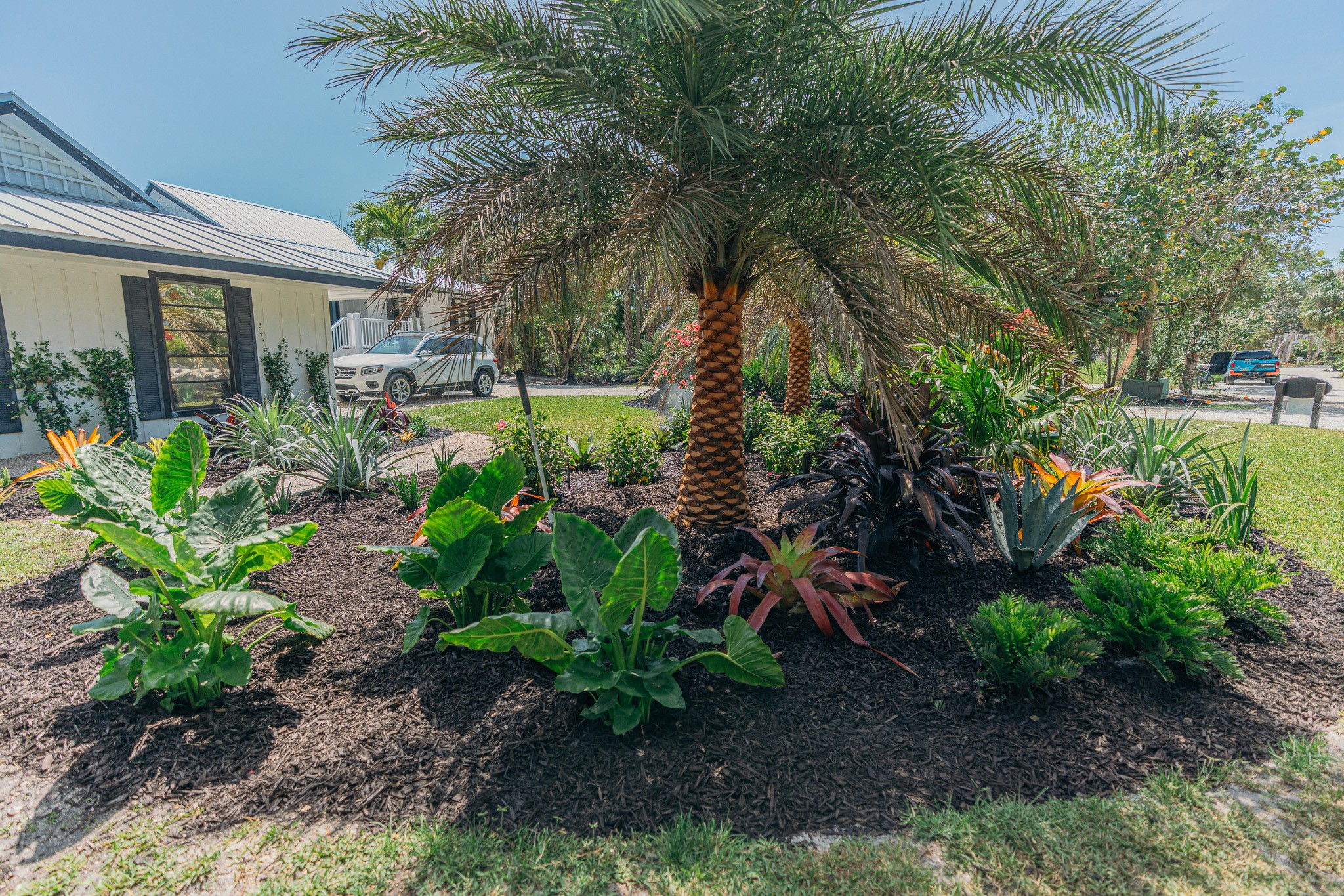 Sylevester Palm Trees with tropical landscape