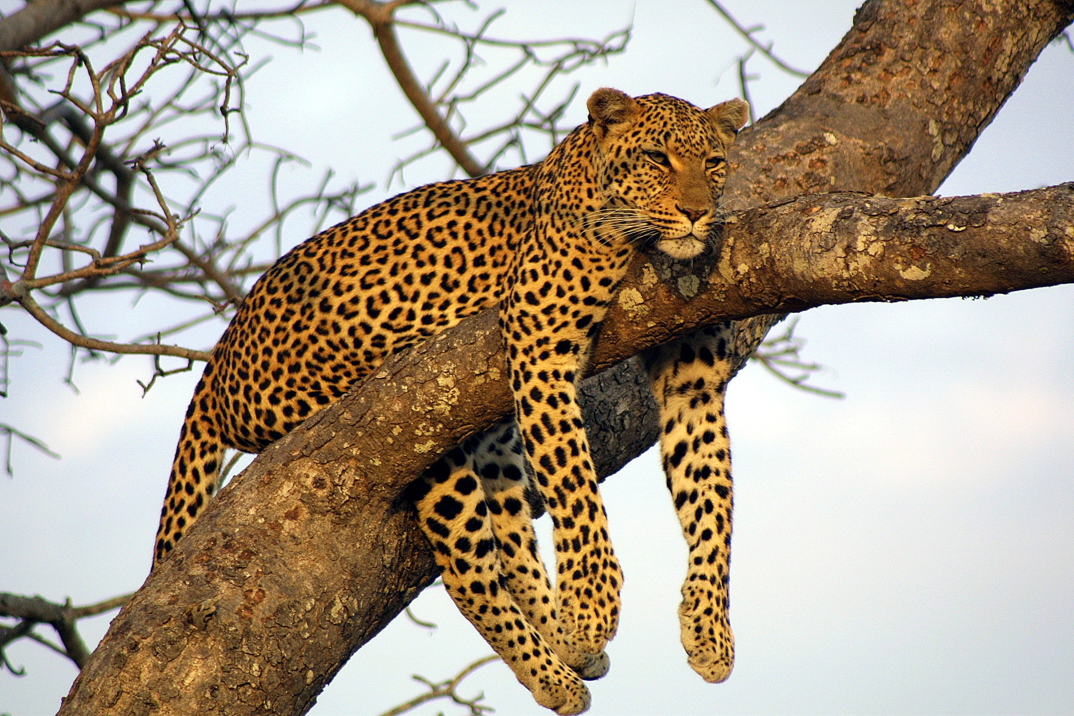 Greater Kruger