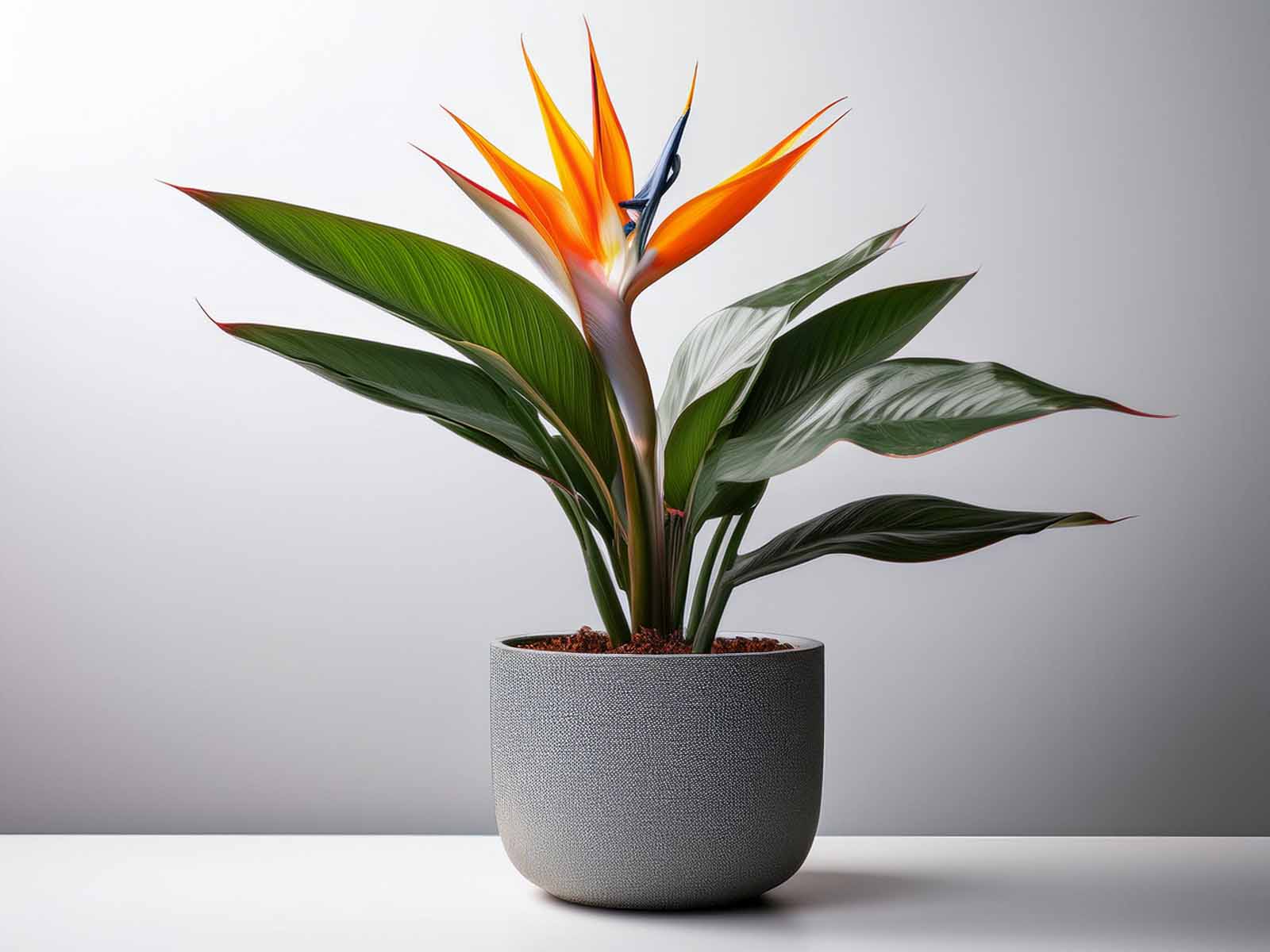 White Bird of Paradise plant with large, glossy green leaves in a modern St. Louis office, supplied by Tropical Decor