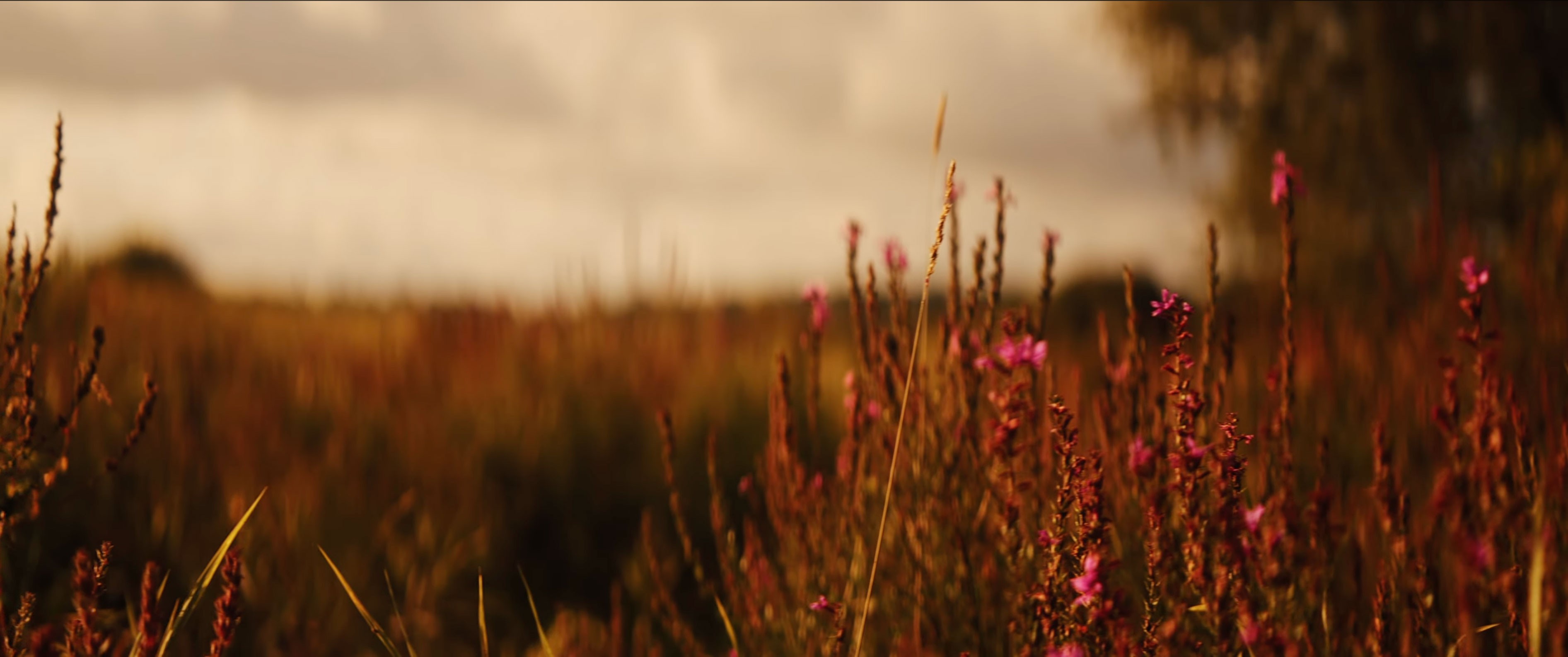 Pink wildflowers growing in a meadow at sunset in Cochesett Preserve.